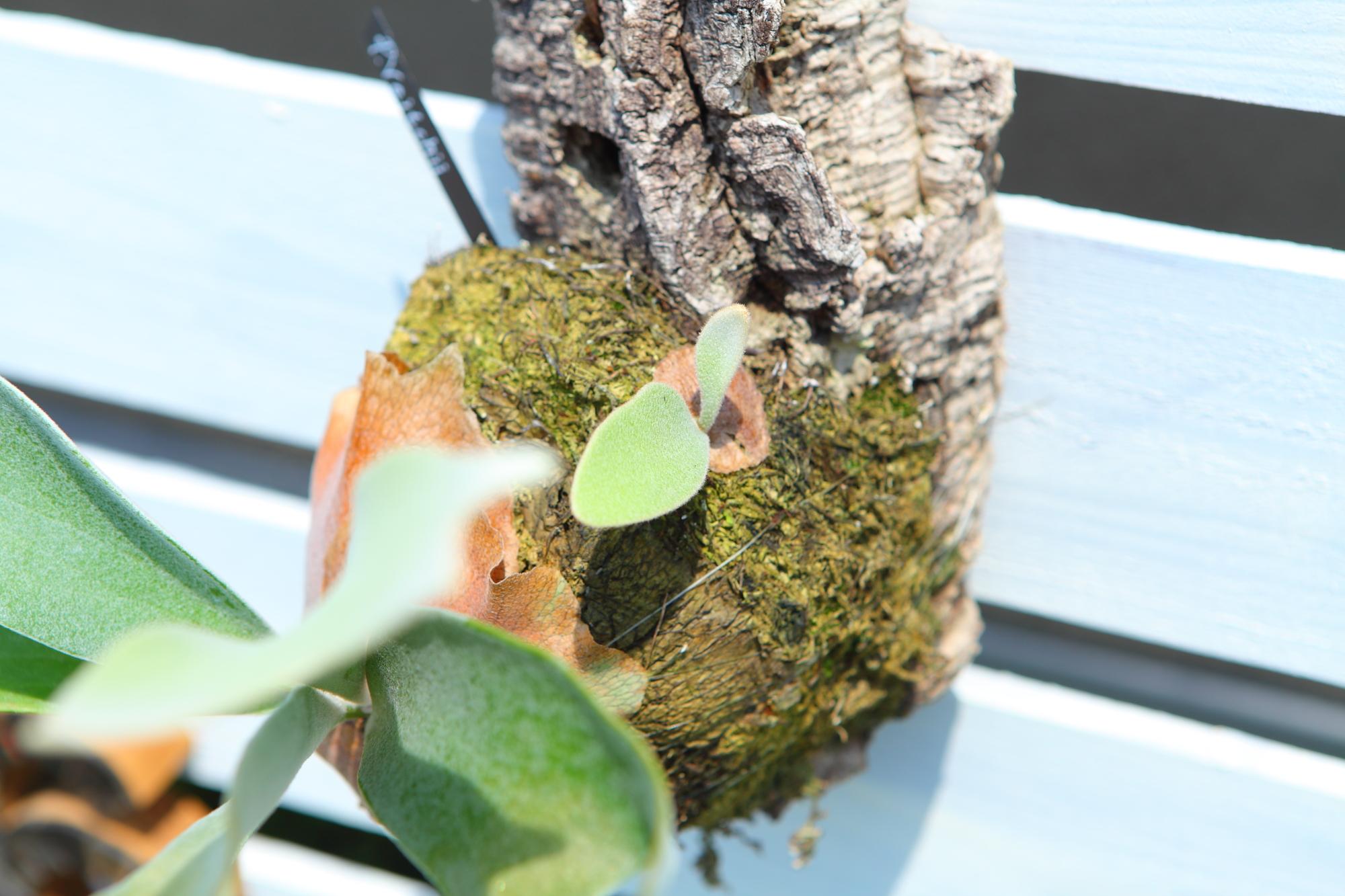 【P. Veitchii 】ビカクシダ ビーチー  ベイチー　コルク付　大きめ　No.A108 | 4枚目