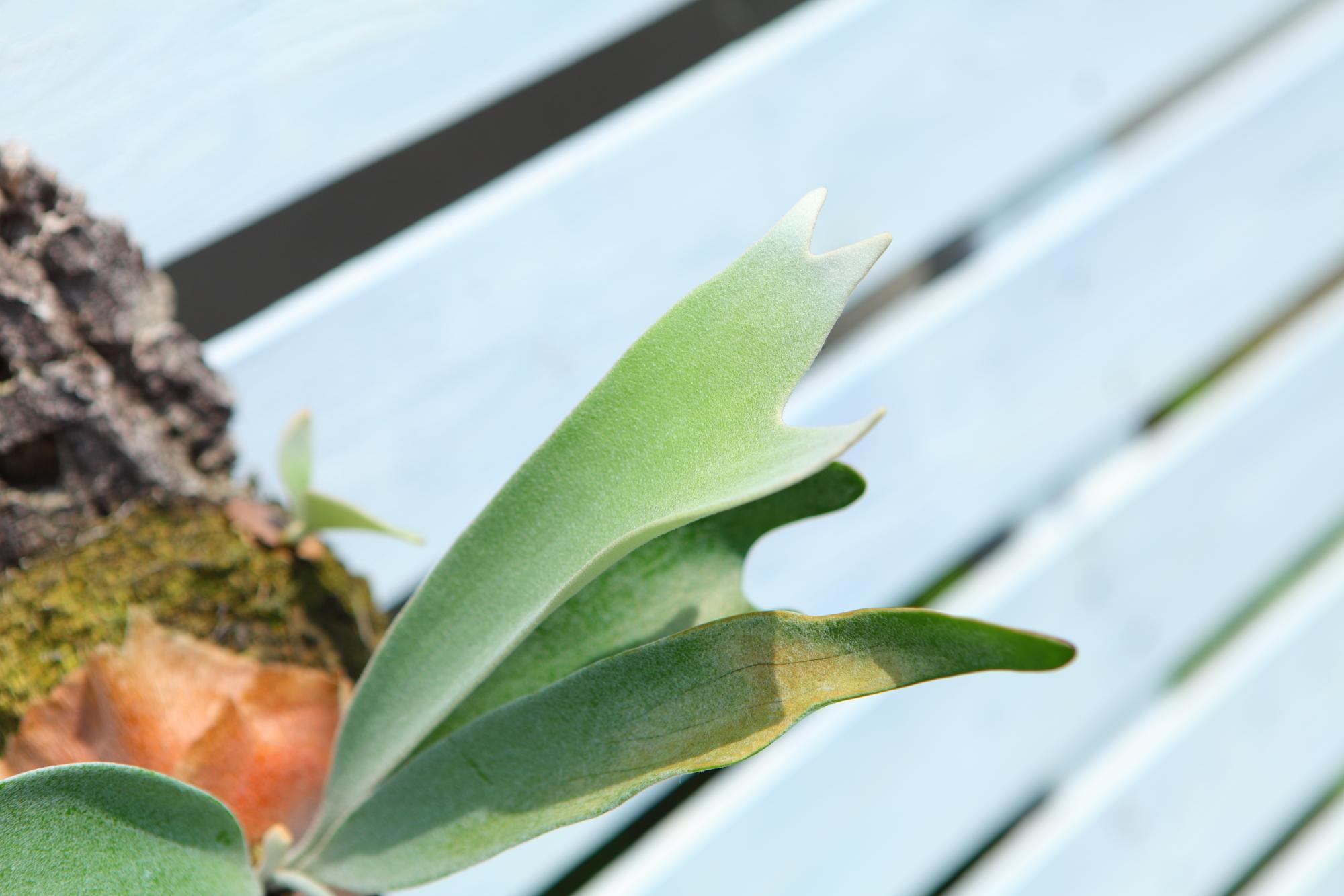 【P. Veitchii 】ビカクシダ ビーチー  ベイチー　コルク付　大きめ　No.A108 | 5枚目