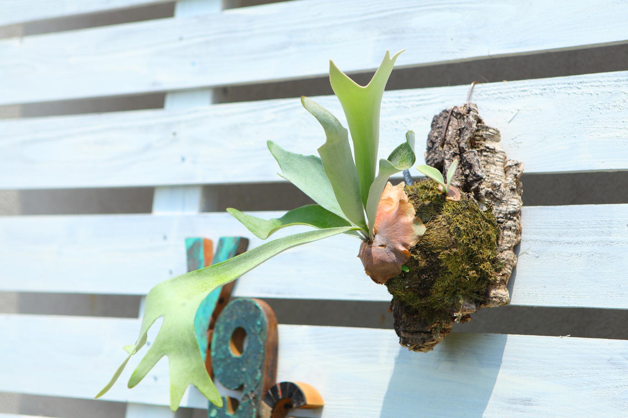 【P. Veitchii 】ビカクシダ ビーチー  ベイチー　コルク付　大きめ　No.A108 | 6枚目