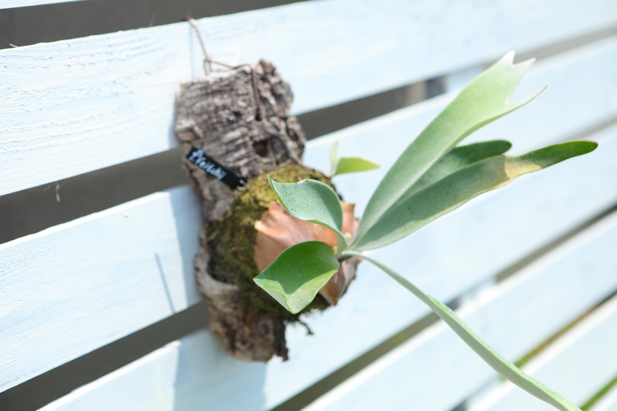 【P. Veitchii 】ビカクシダ ビーチー  ベイチー　コルク付　大きめ　No.A108 | 7枚目