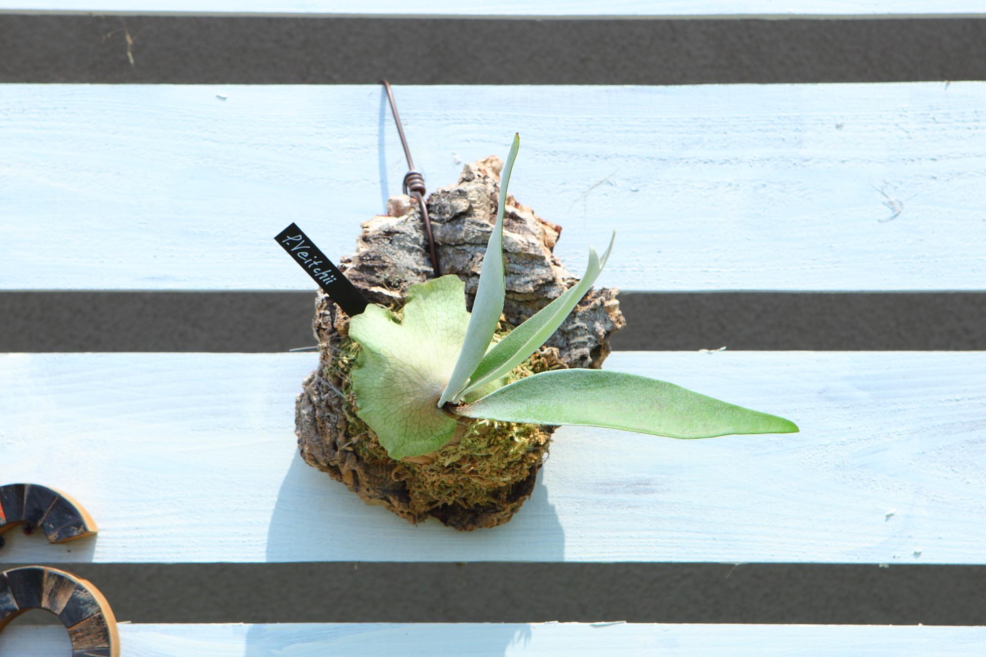 【P. Veitchii 】ビカクシダ ビーチー  ベイチー　コルク付け　No.A109