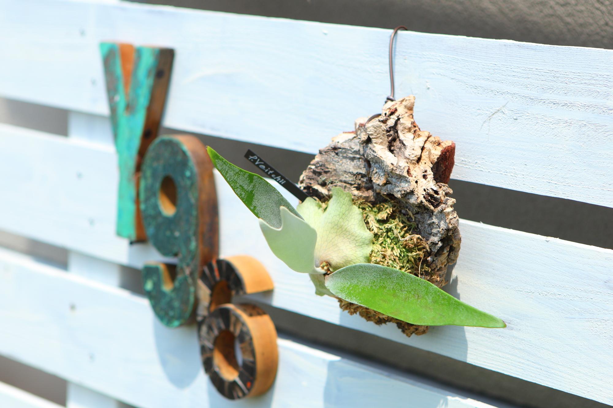 【P. Veitchii 】ビカクシダ ビーチー  ベイチー　コルク付け　No.A109 | 2枚目