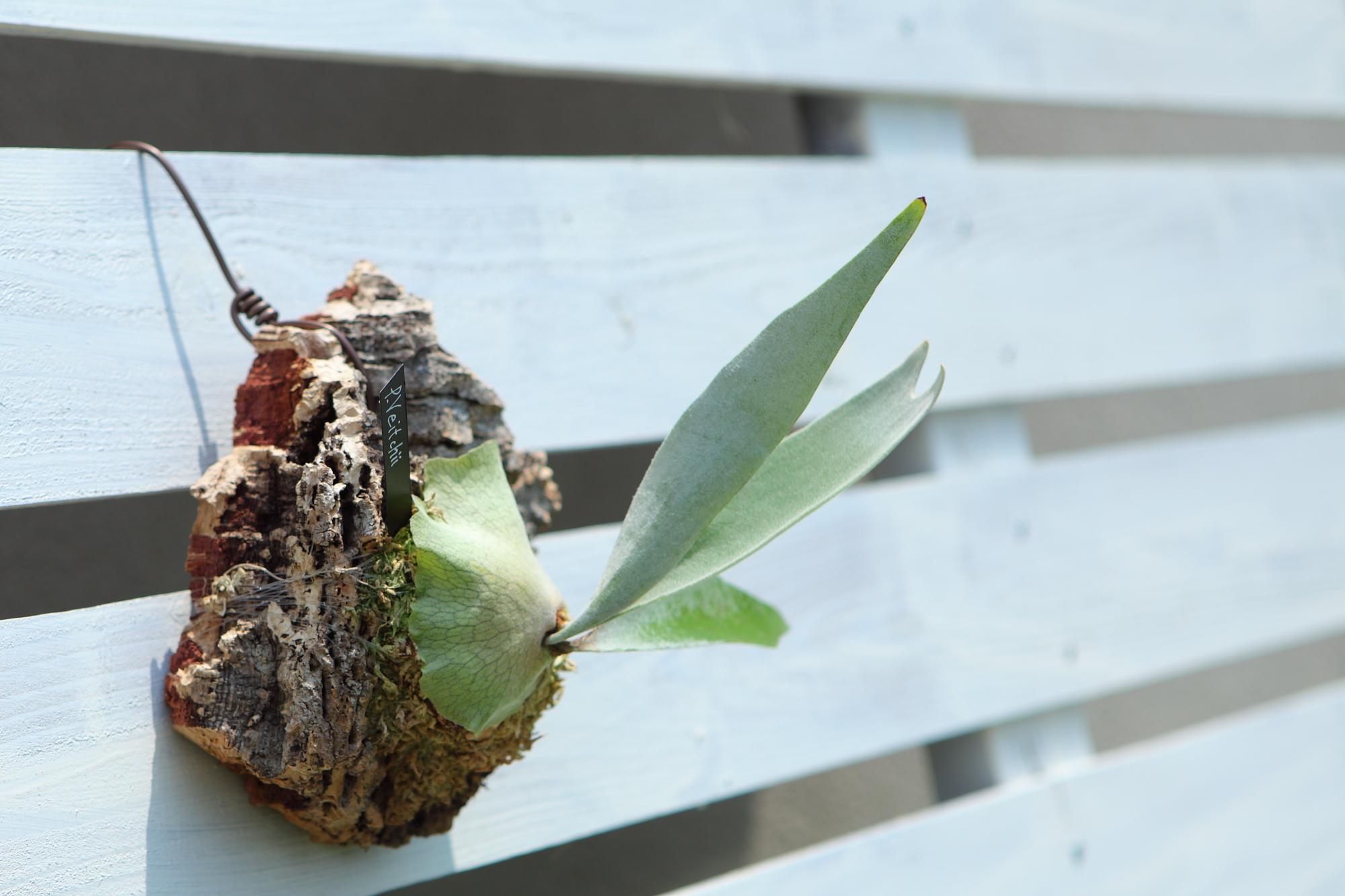 【P. Veitchii 】ビカクシダ ビーチー  ベイチー　コルク付け　No.A109 | 3枚目