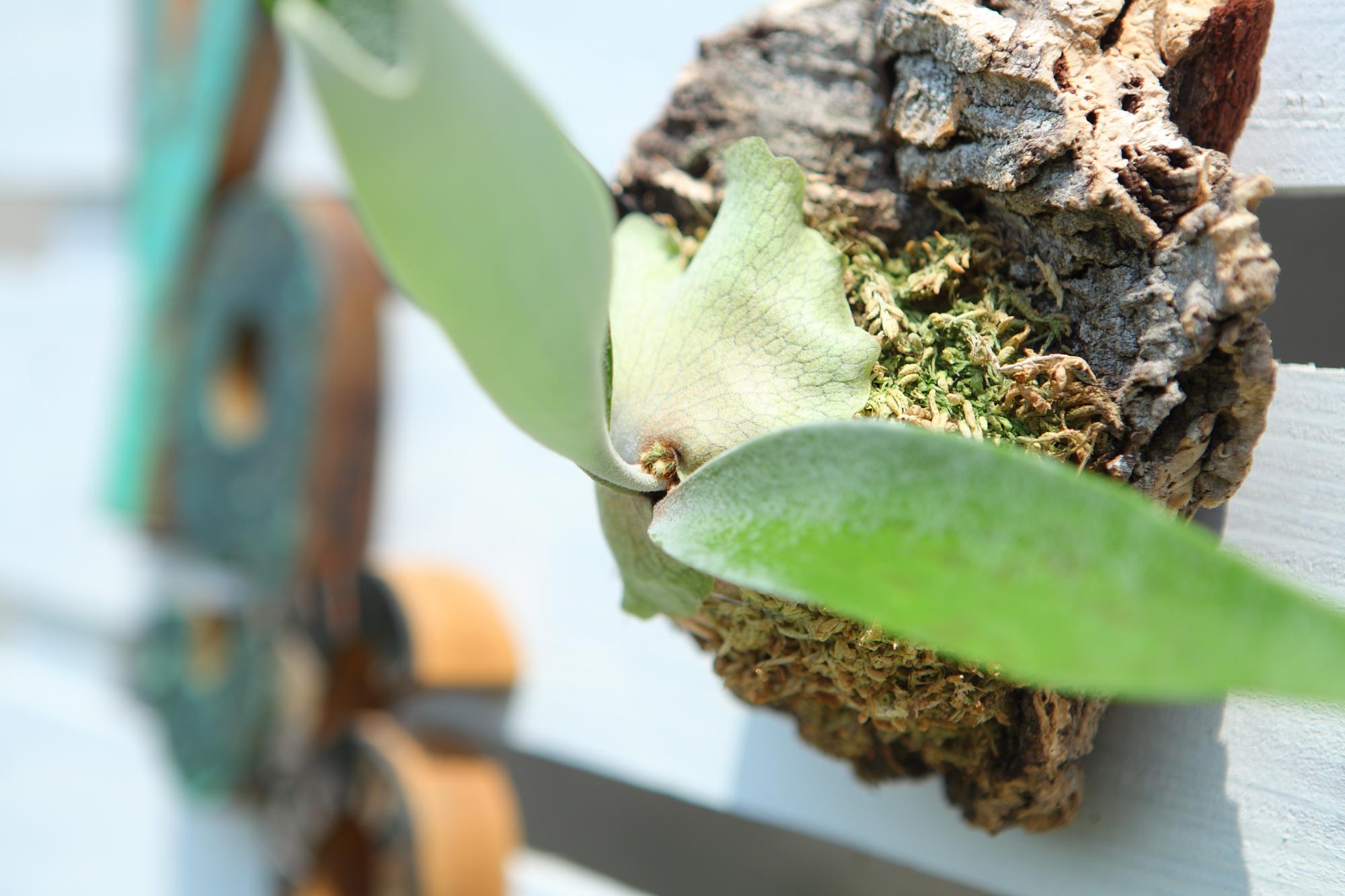 【P. Veitchii 】ビカクシダ ビーチー  ベイチー　コルク付け　No.A109 | 4枚目