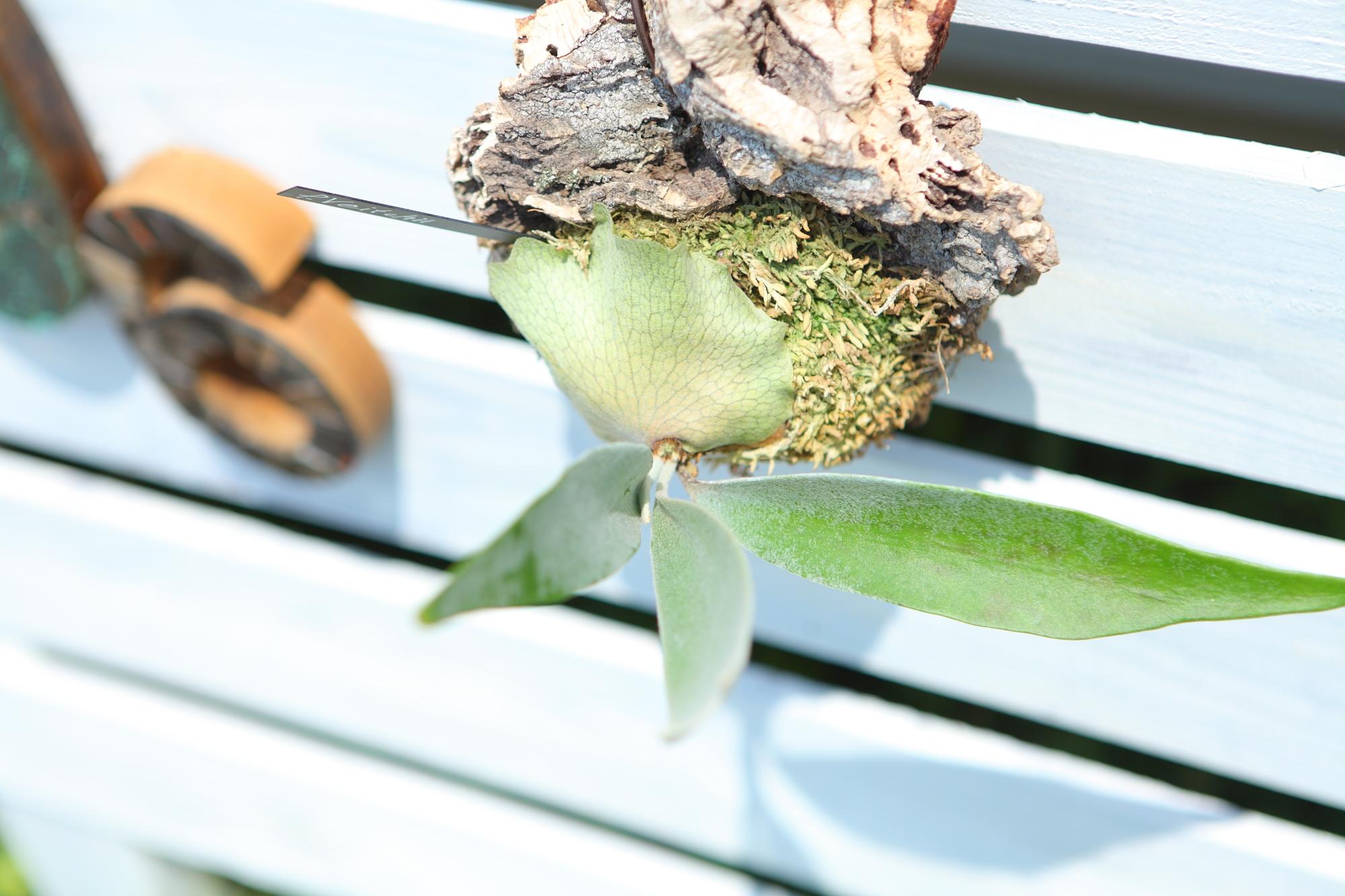 【P. Veitchii 】ビカクシダ ビーチー  ベイチー　コルク付け　No.A109 | 5枚目