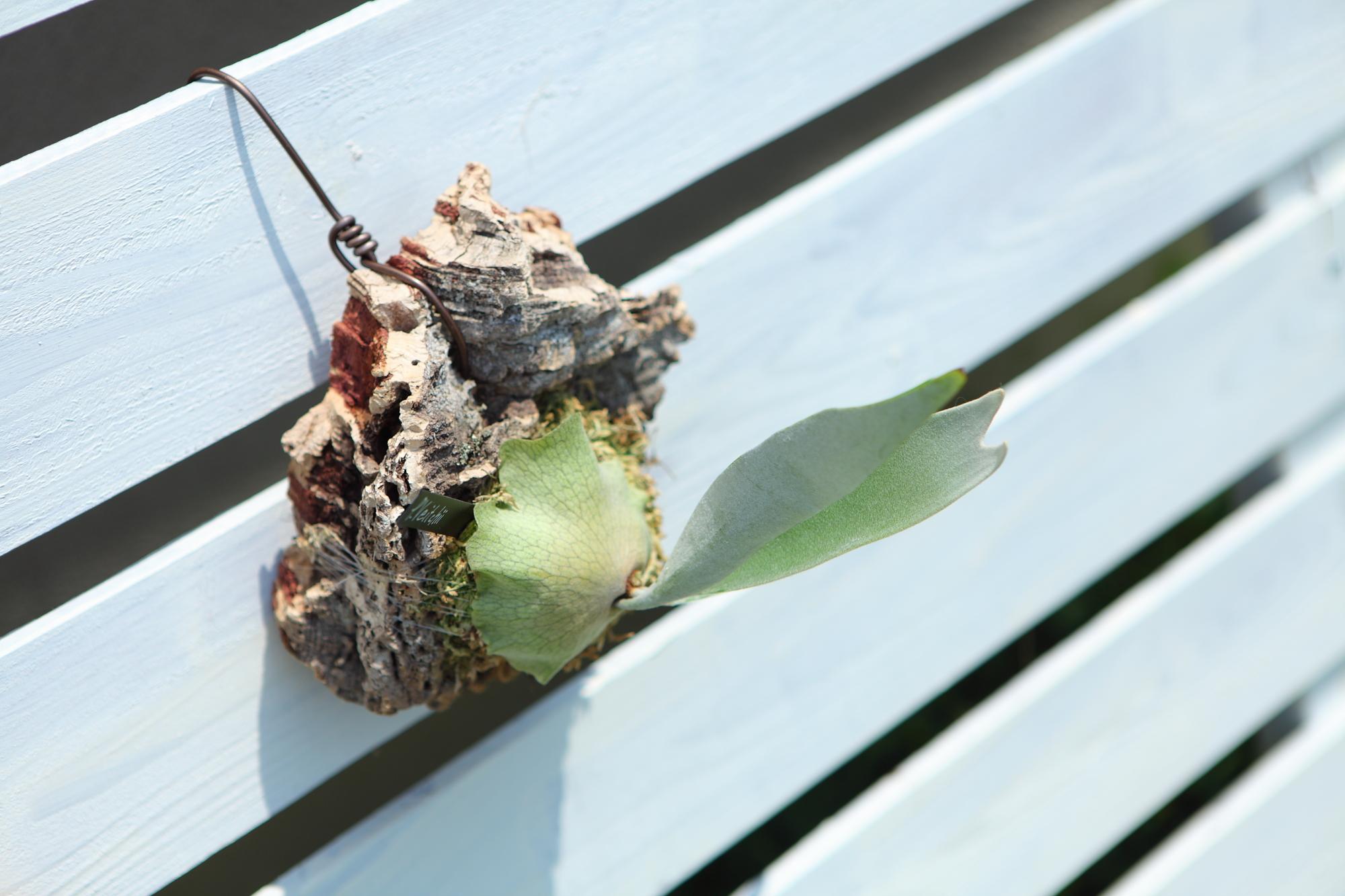 【P. Veitchii 】ビカクシダ ビーチー  ベイチー　コルク付け　No.A109 | 6枚目