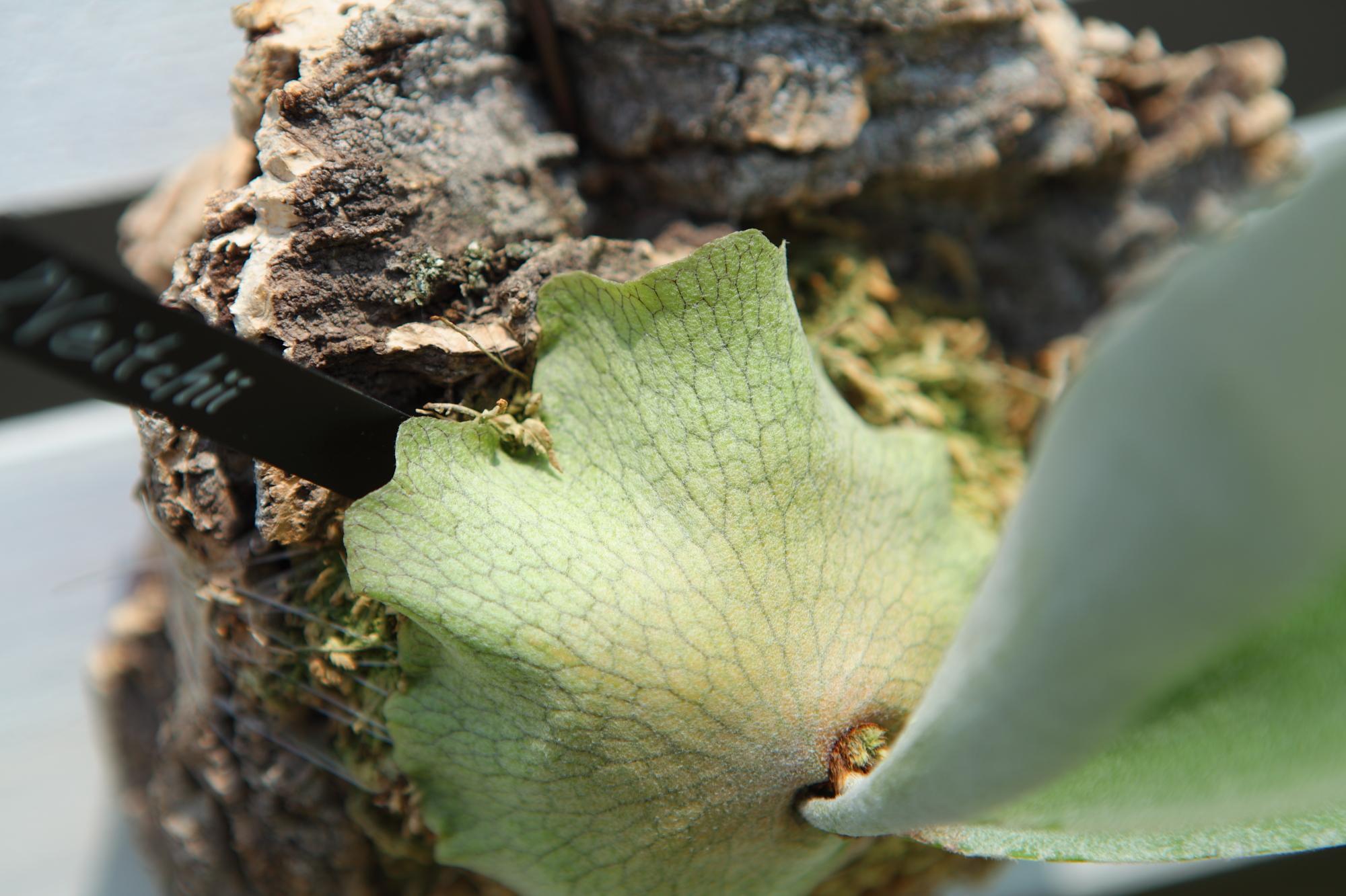 【P. Veitchii 】ビカクシダ ビーチー  ベイチー　コルク付け　No.A109 | 7枚目