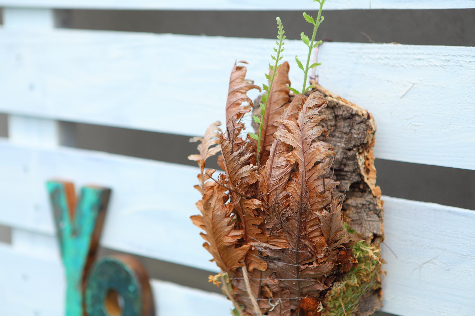 レア種【Drynaria rigidula whitei 】ドリナリア　リギュドラ　ホワイティ　E107