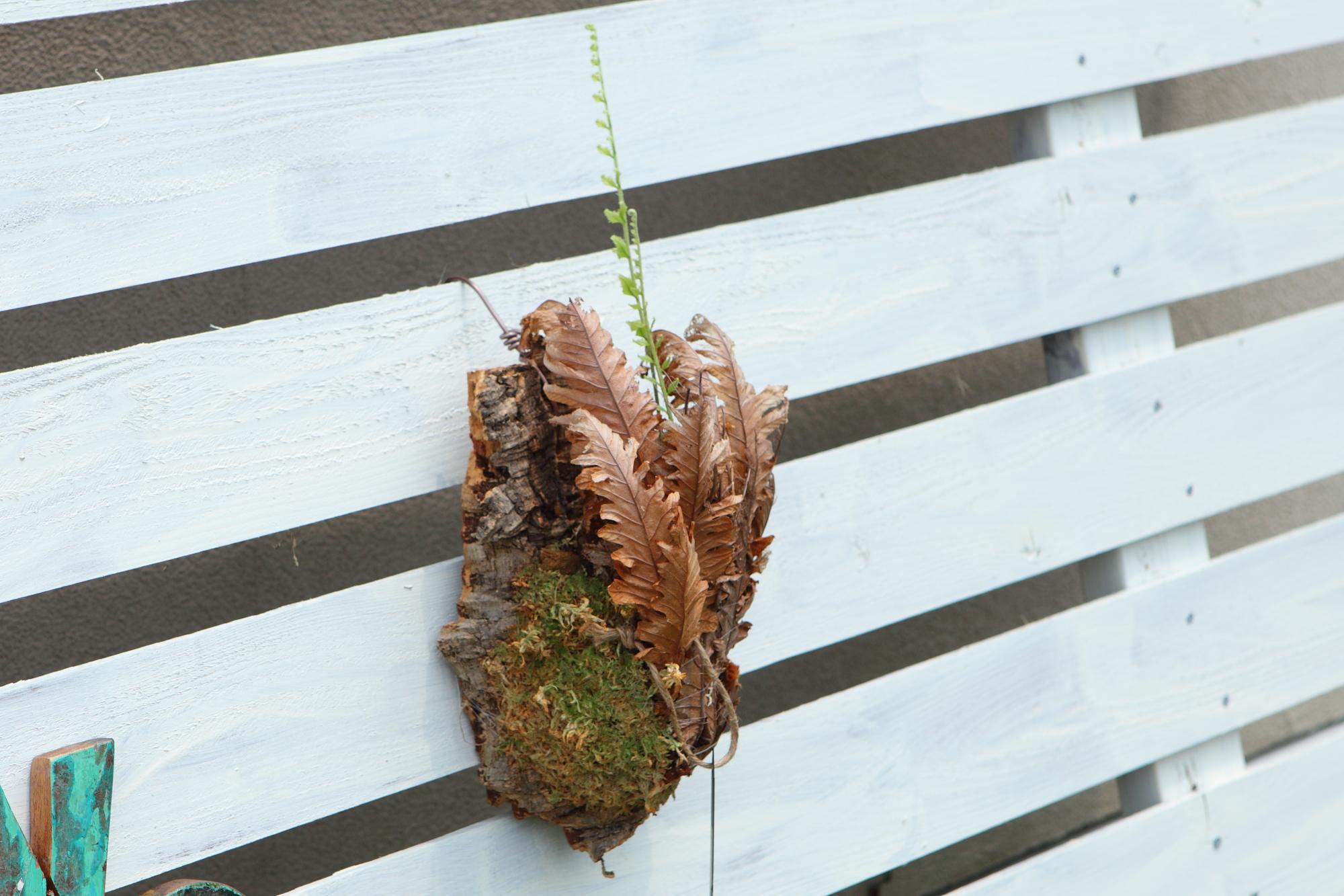 レア種【Drynaria rigidula whitei 】ドリナリア　リギュドラ　ホワイティ　E107 | 2枚目