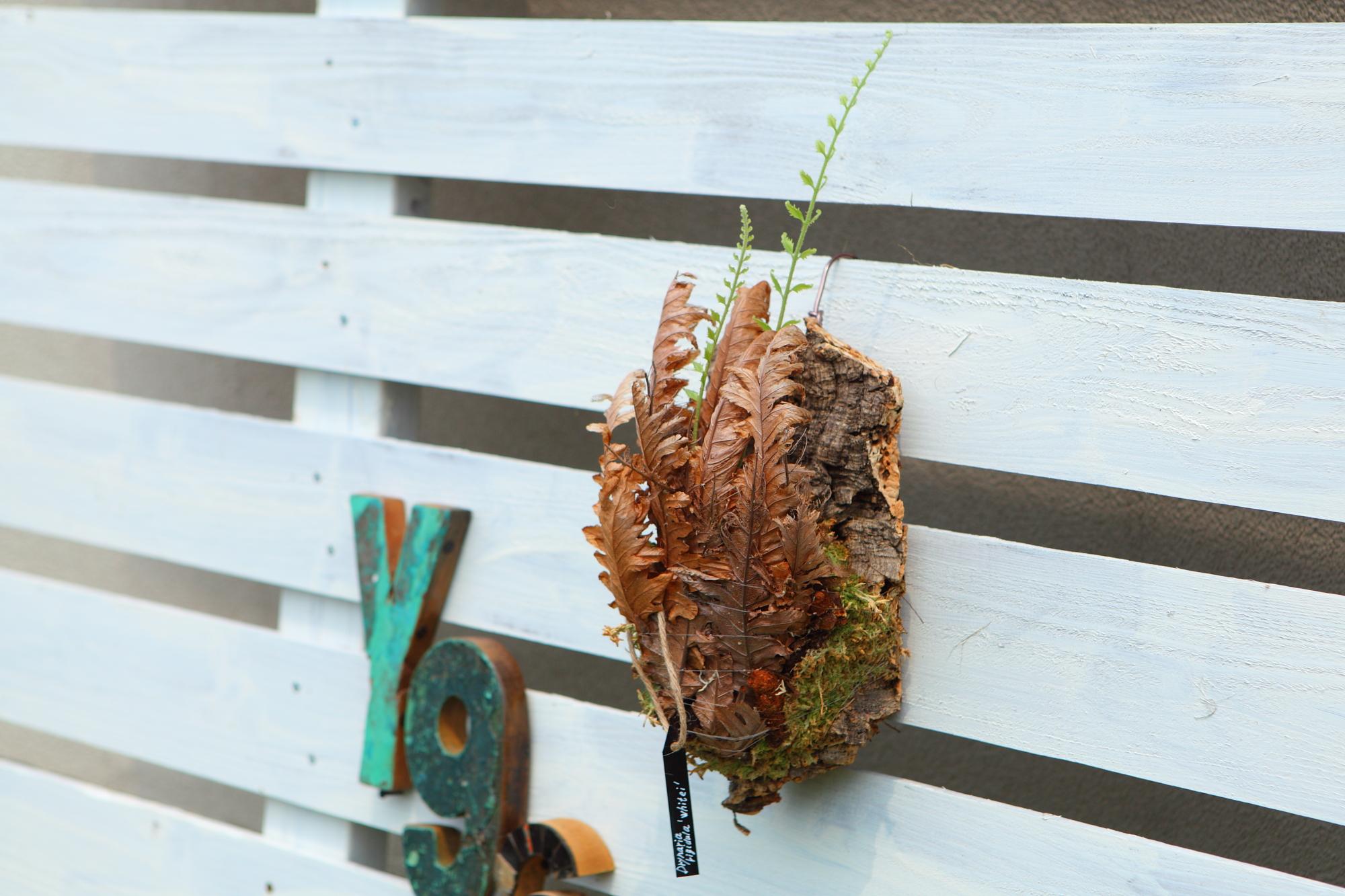 レア種【Drynaria rigidula whitei 】ドリナリア　リギュドラ　ホワイティ　E107 | 3枚目