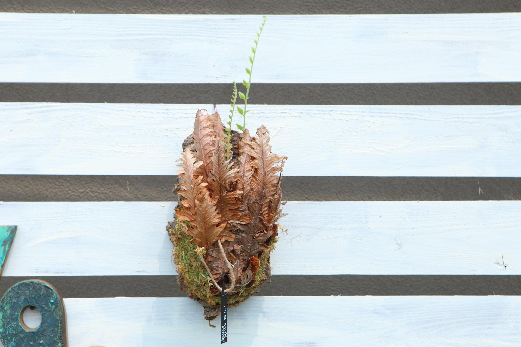 レア種【Drynaria rigidula whitei 】ドリナリア　リギュドラ　ホワイティ　E107 | 4枚目