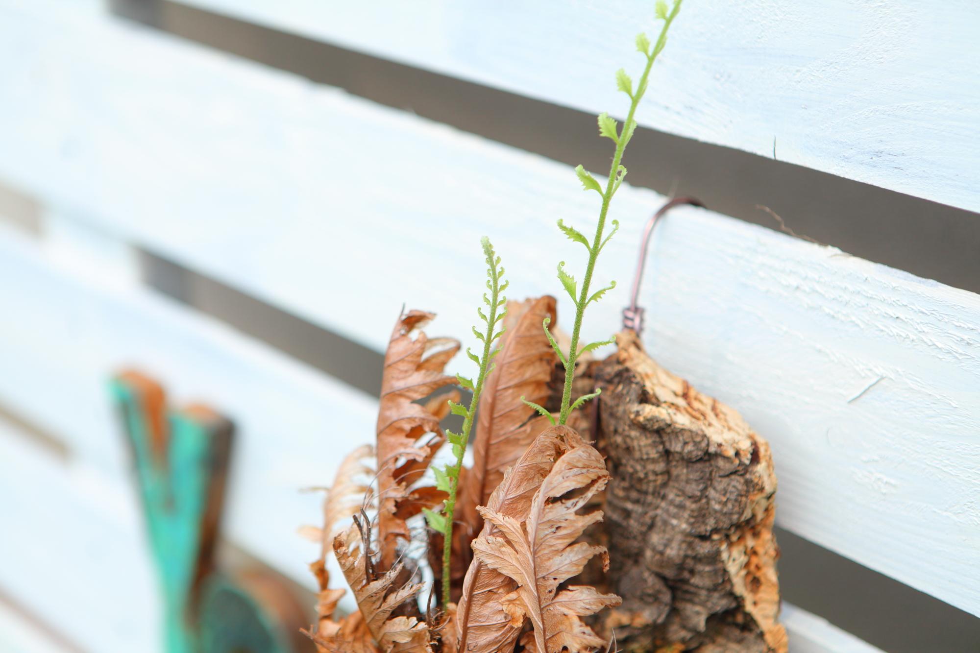 レア種【Drynaria rigidula whitei 】ドリナリア　リギュドラ　ホワイティ　E107 | 5枚目