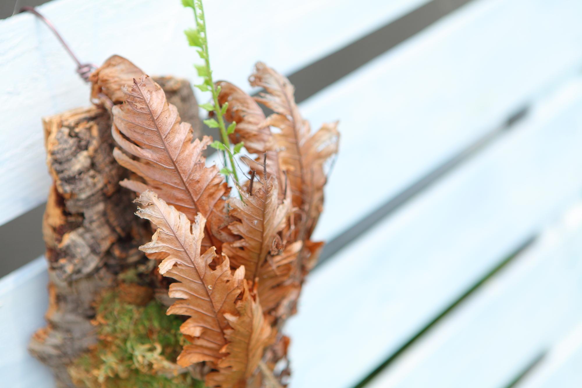 レア種【Drynaria rigidula whitei 】ドリナリア　リギュドラ　ホワイティ　E107 | 6枚目