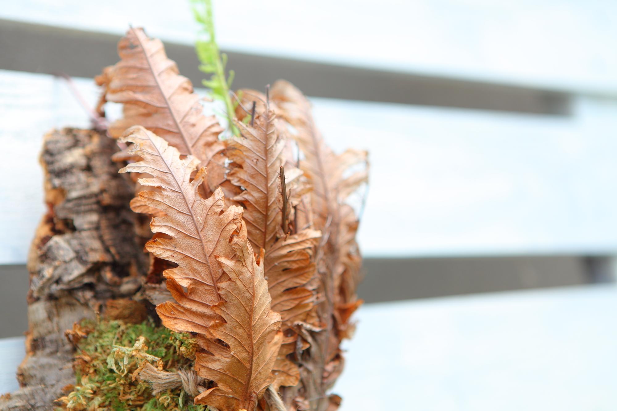 レア種【Drynaria rigidula whitei 】ドリナリア　リギュドラ　ホワイティ　E107 | 7枚目