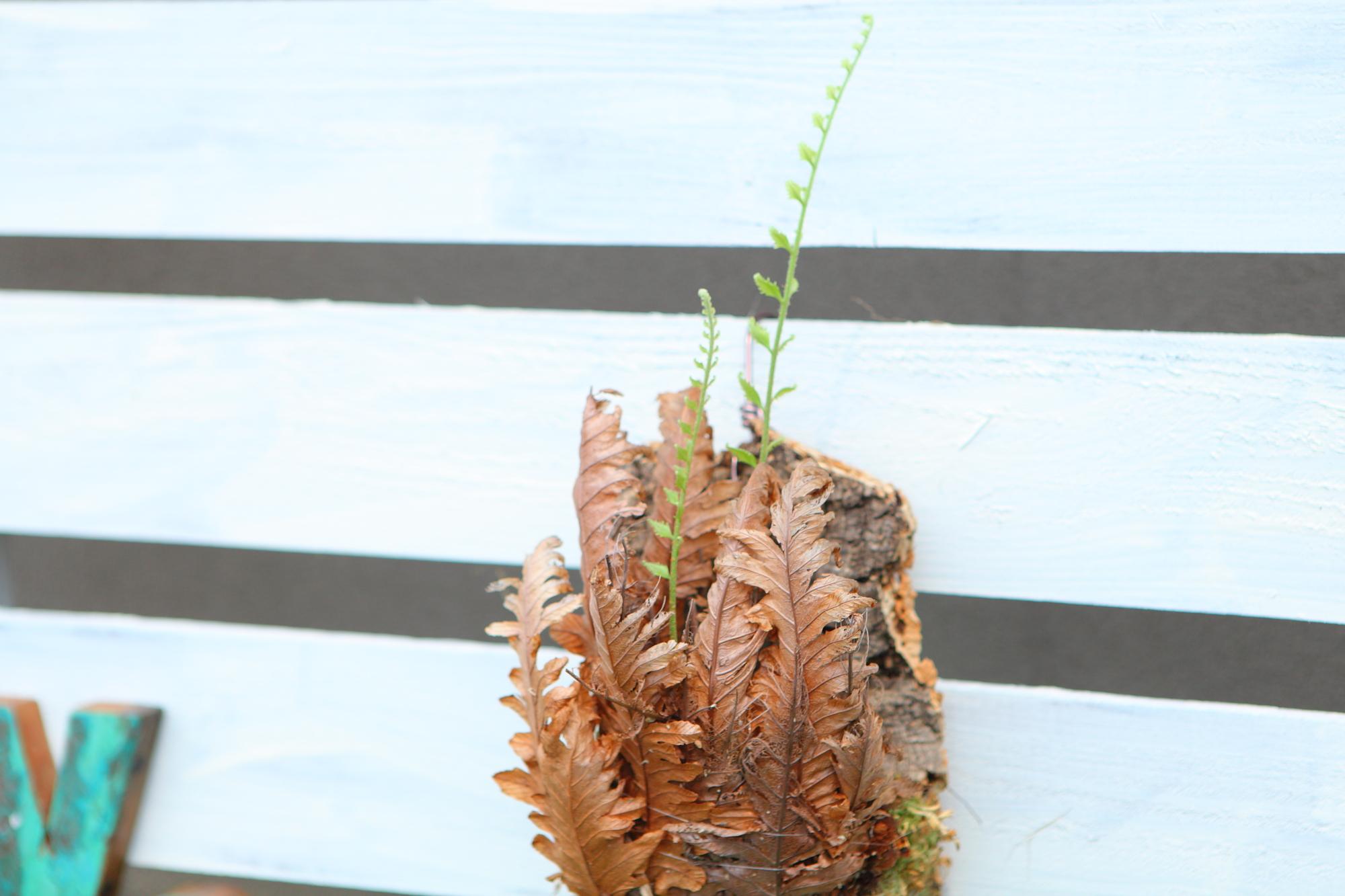 レア種【Drynaria rigidula whitei 】ドリナリア　リギュドラ　ホワイティ　E107 | 8枚目