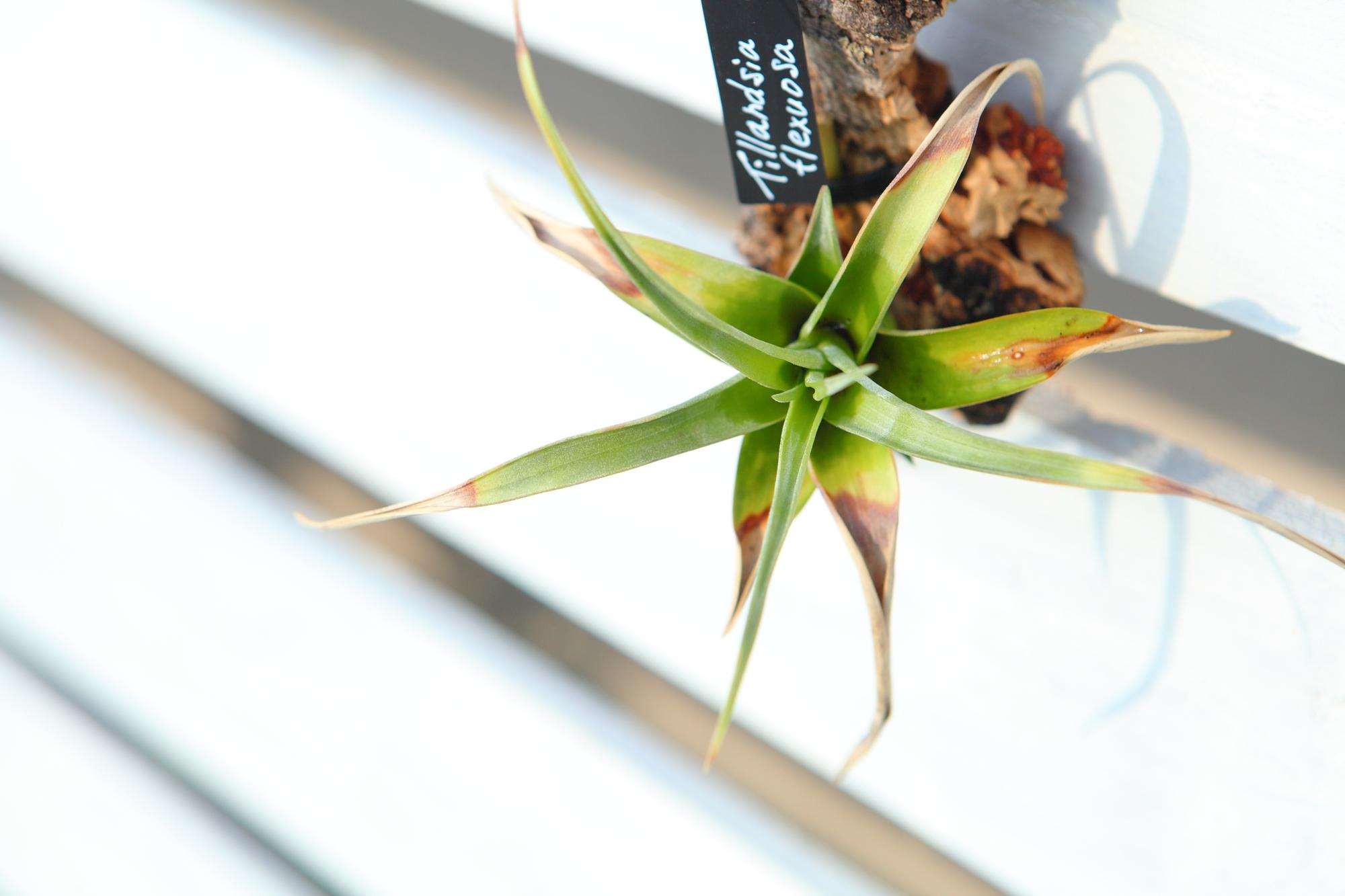 【Tillandsia flexuosa】チランジア　フレクスオーサ　 コルク付け　No.K1091枚目の画像