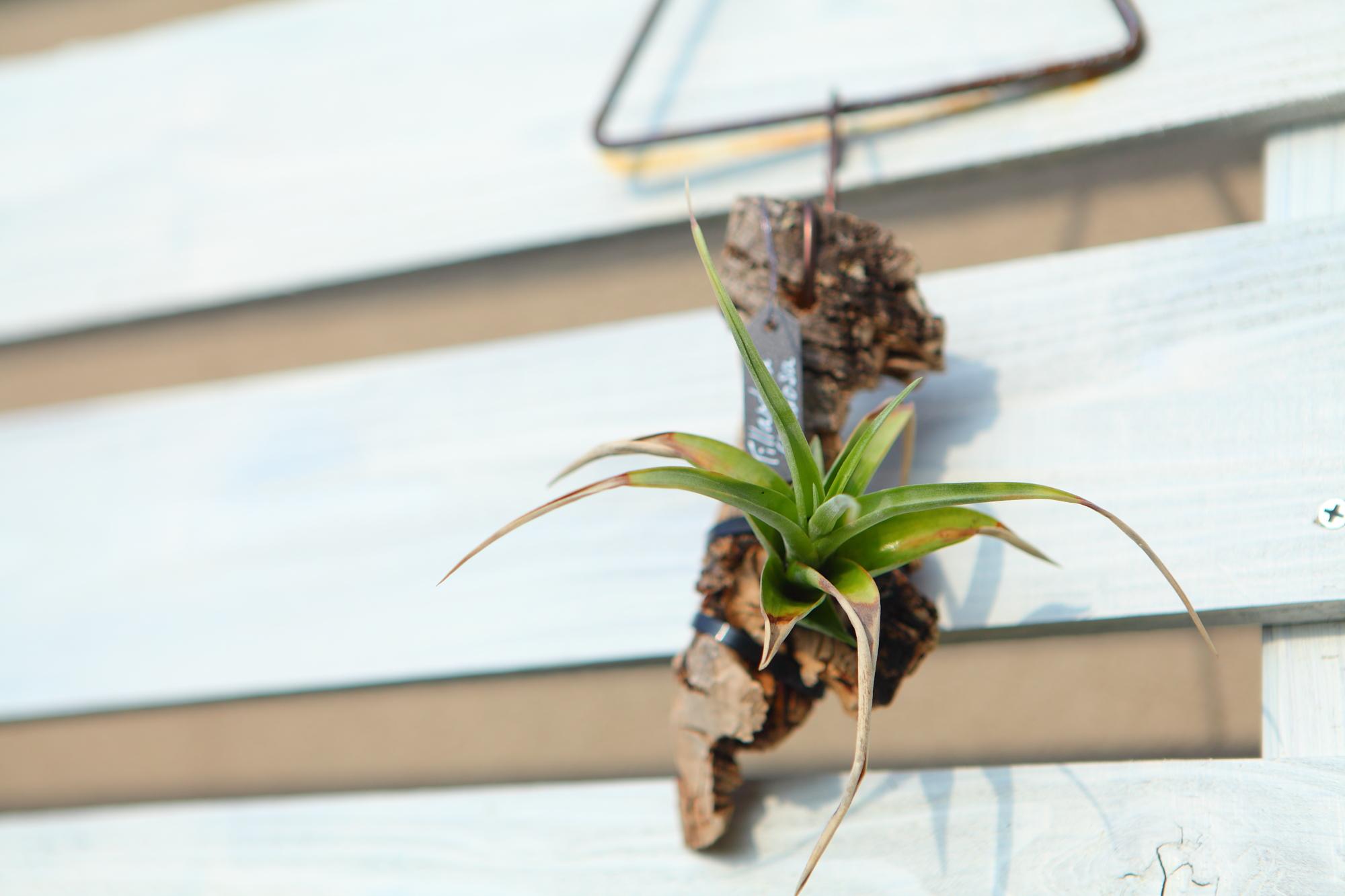 【Tillandsia flexuosa】チランジア　フレクスオーサ　 コルク付け　No.K109 | 2枚目