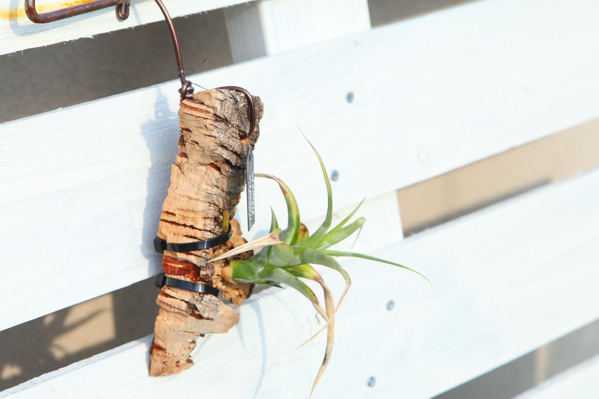 【Tillandsia flexuosa】チランジア　フレクスオーサ　 コルク付け　No.K109 | 3枚目