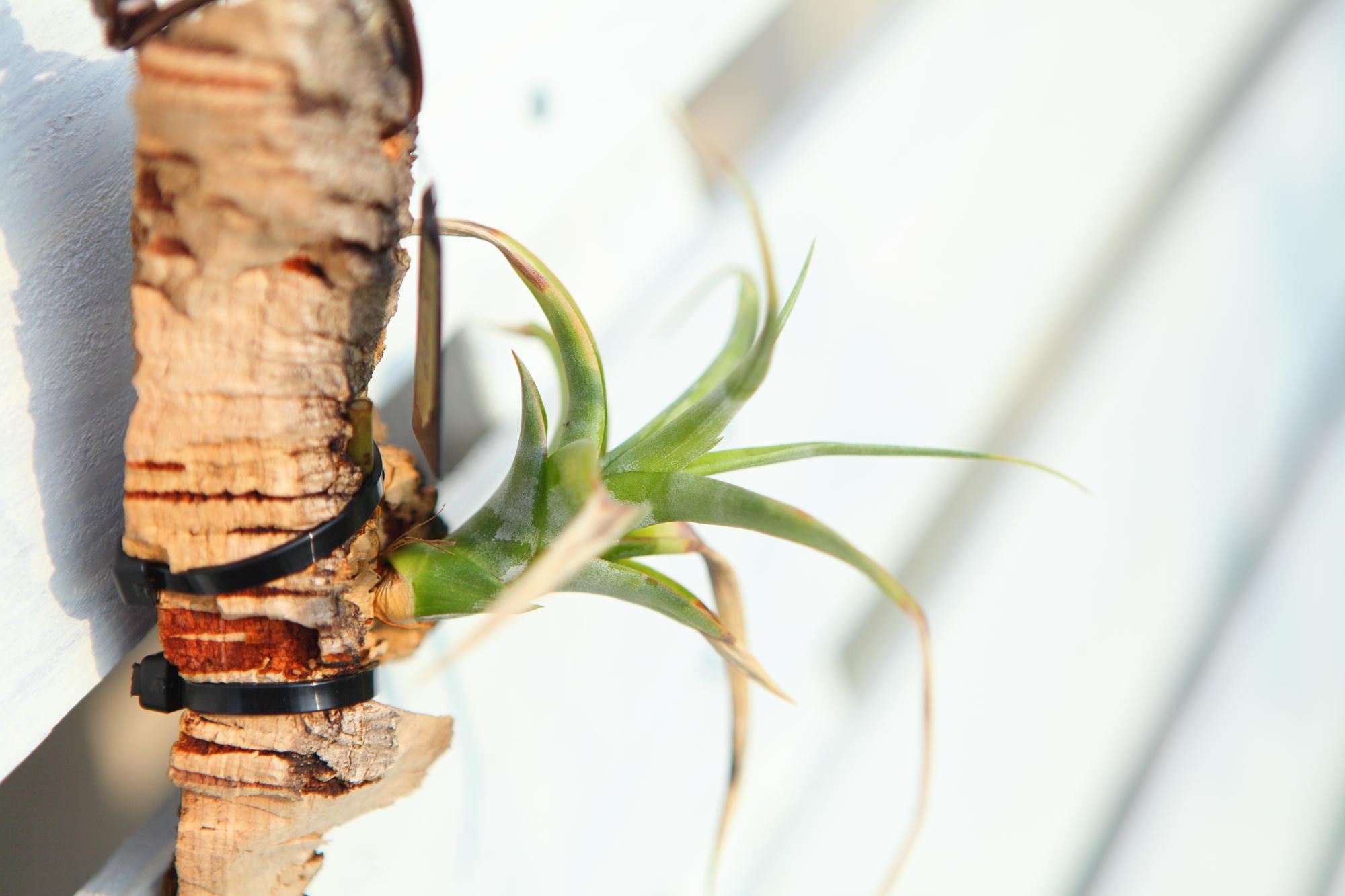 【Tillandsia flexuosa】チランジア　フレクスオーサ　 コルク付け　No.K109 | 4枚目