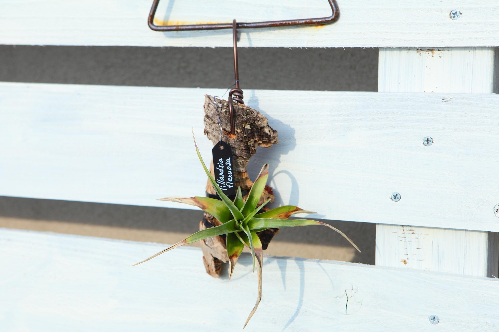 【Tillandsia flexuosa】チランジア　フレクスオーサ　 コルク付け　No.K109 | 5枚目