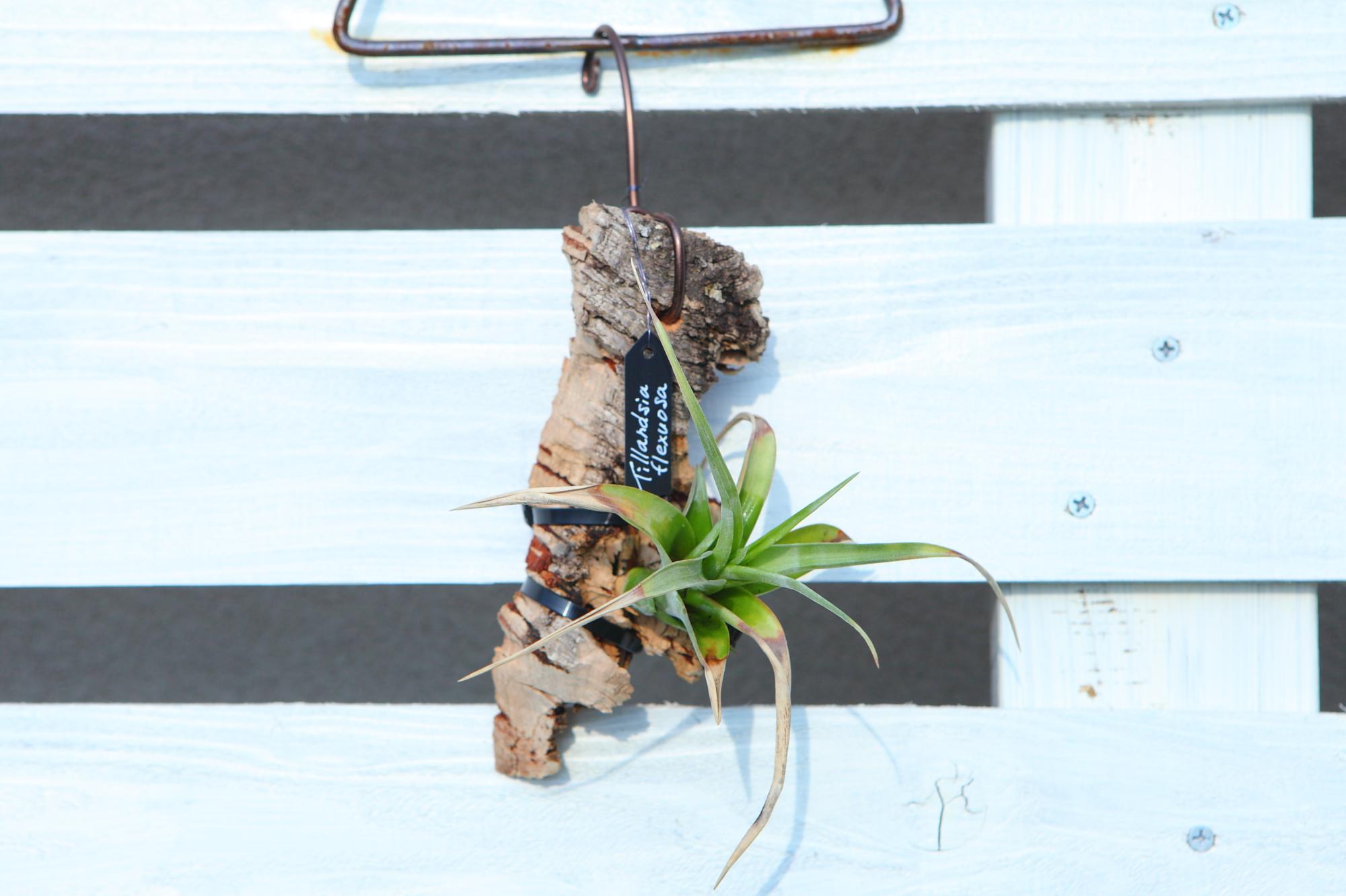 【Tillandsia flexuosa】チランジア　フレクスオーサ　 コルク付け　No.K109 | 6枚目