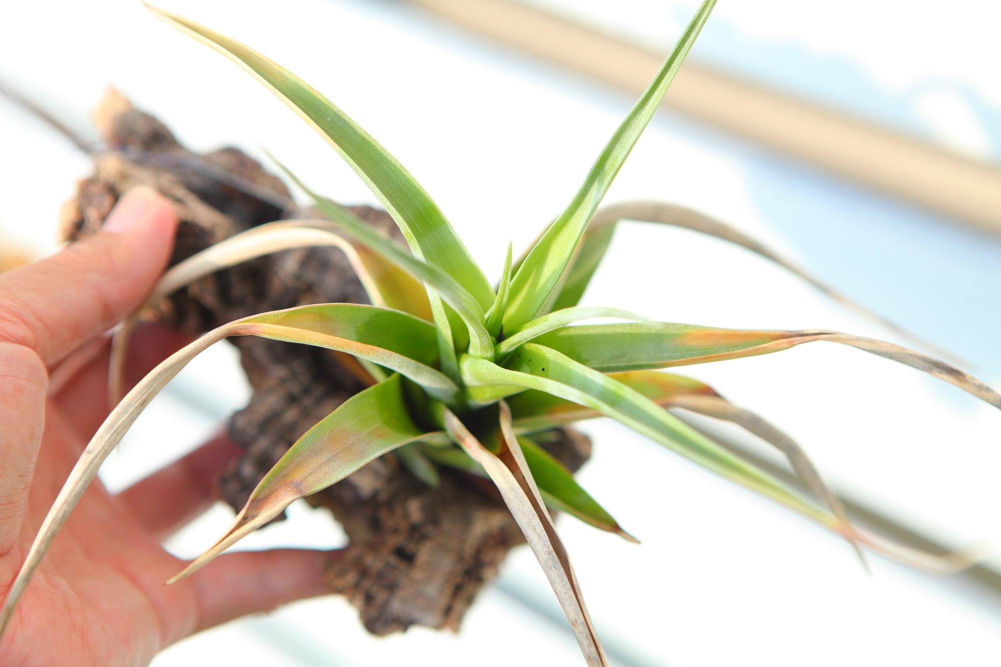 【Tillandsia flexuosa】チランジア　フレクスオーサ　 コルク付け　No.K1101枚目の画像