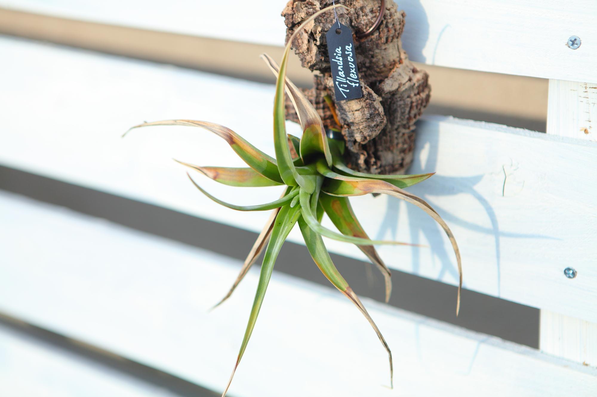 【Tillandsia flexuosa】チランジア　フレクスオーサ　 コルク付け　No.K110 | 2枚目