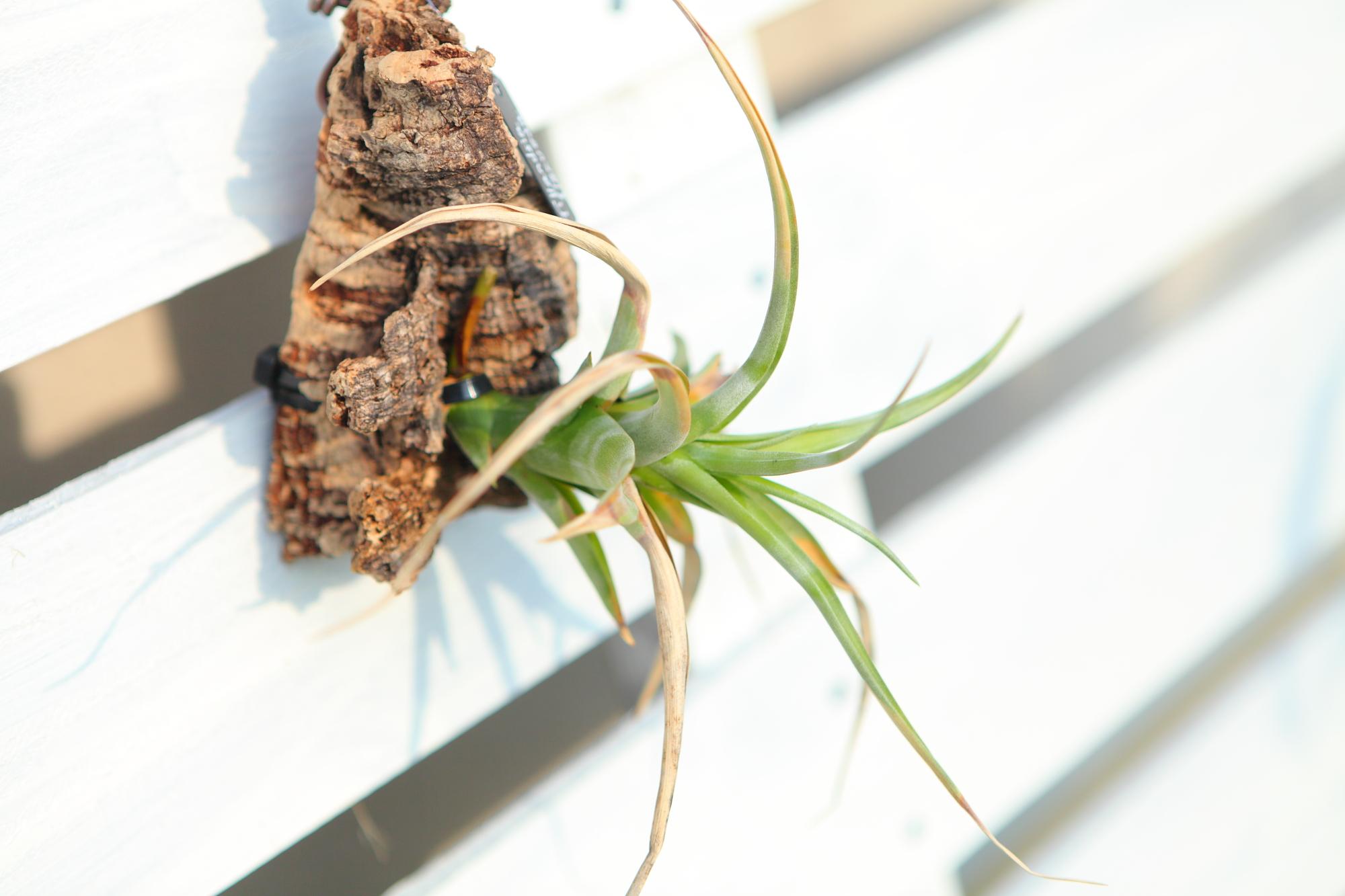 【Tillandsia flexuosa】チランジア　フレクスオーサ　 コルク付け　No.K110 | 3枚目