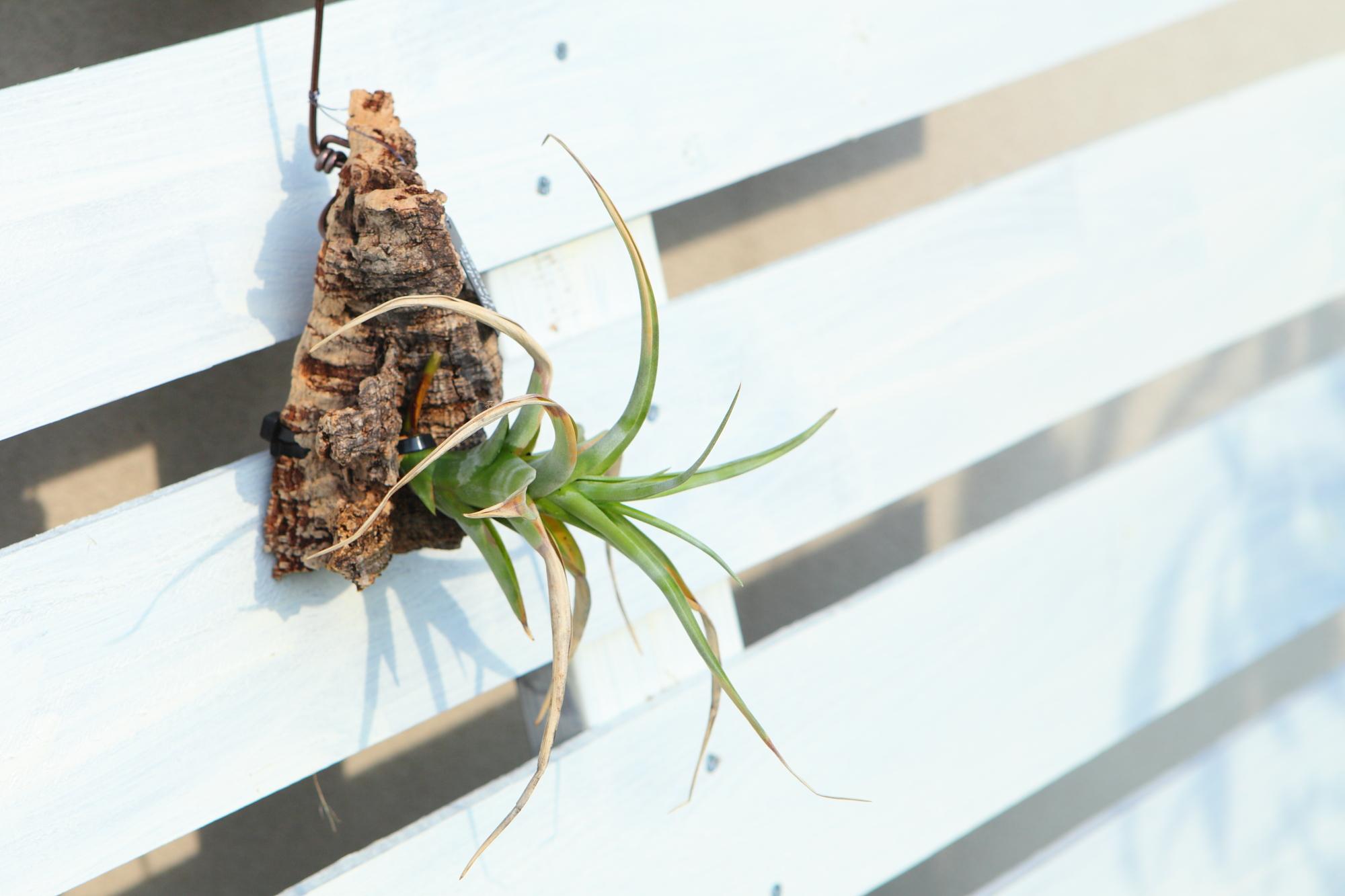 【Tillandsia flexuosa】チランジア　フレクスオーサ　 コルク付け　No.K110 | 4枚目