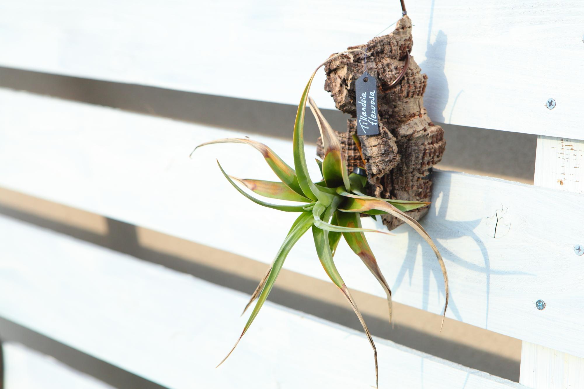 【Tillandsia flexuosa】チランジア　フレクスオーサ　 コルク付け　No.K110 | 5枚目