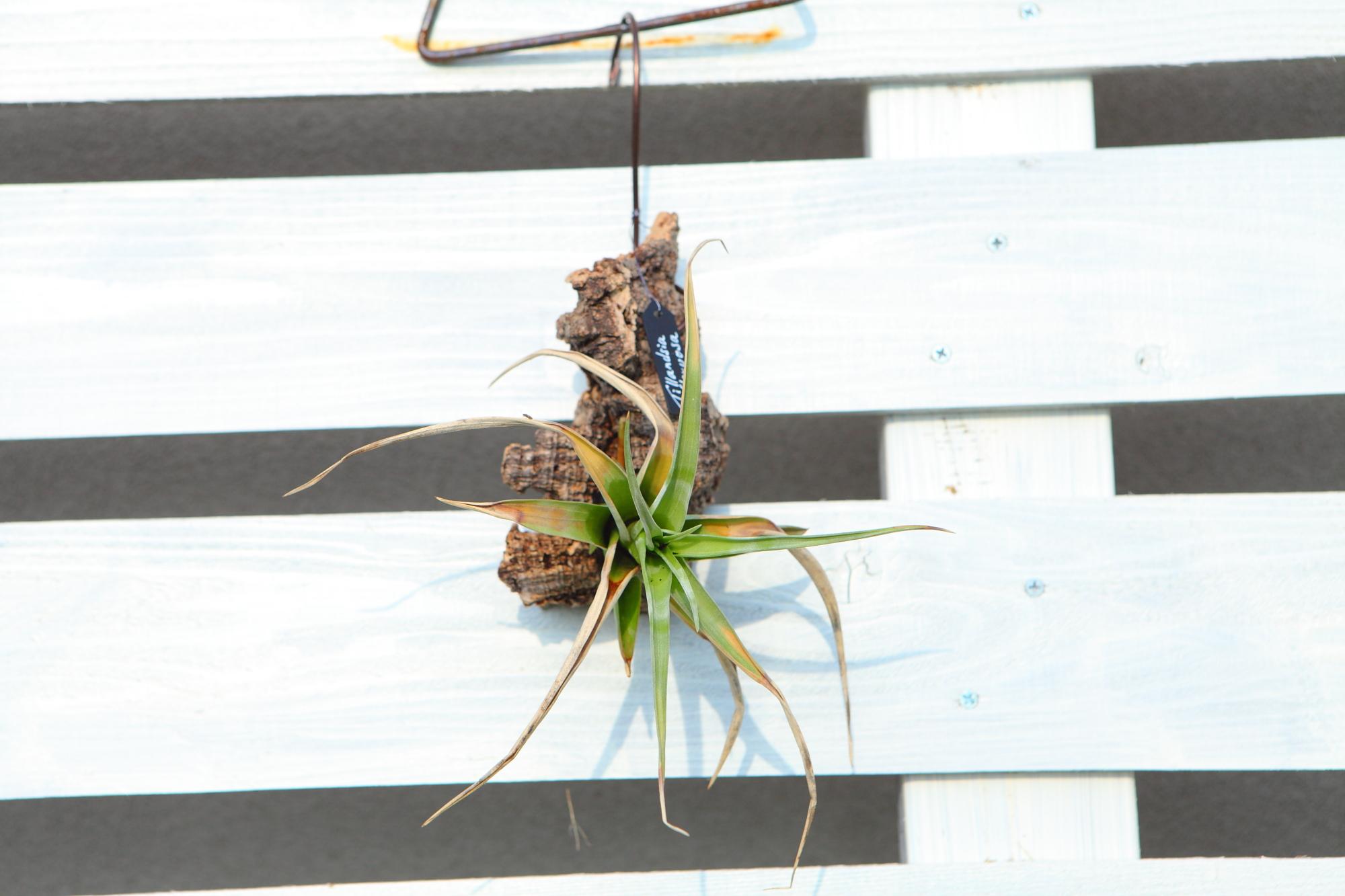 【Tillandsia flexuosa】チランジア　フレクスオーサ　 コルク付け　No.K110 | 6枚目