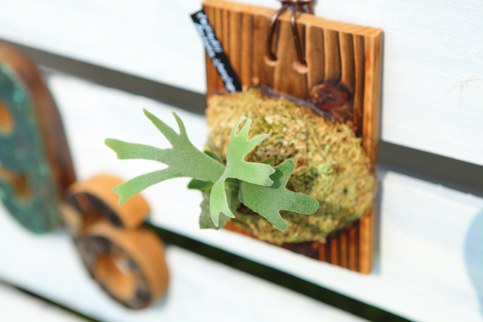 【P.Willinckii Bacteria sporeling】ウィリンキー　バクテリア No.F103