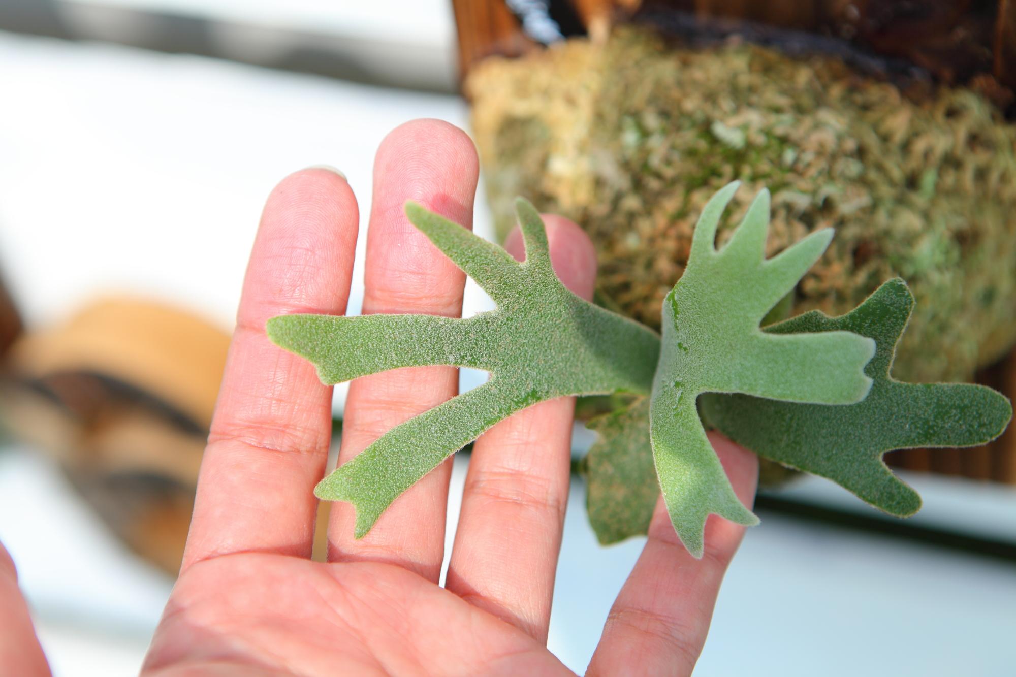 【P.Willinckii Bacteria sporeling】ウィリンキー　バクテリア No.F103 | 2枚目