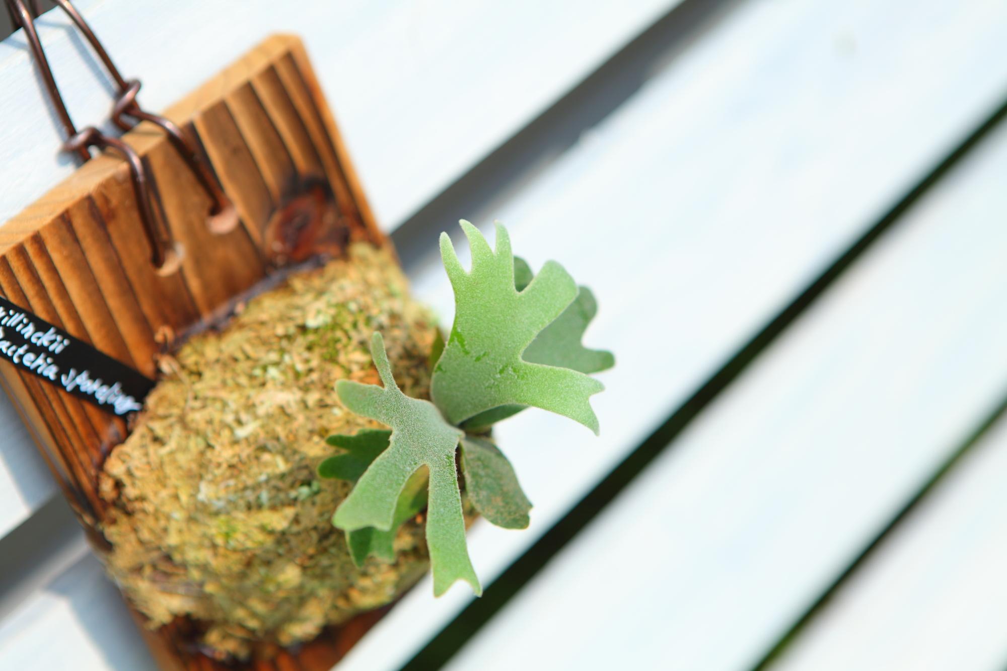 【P.Willinckii Bacteria sporeling】ウィリンキー　バクテリア No.F103 | 3枚目