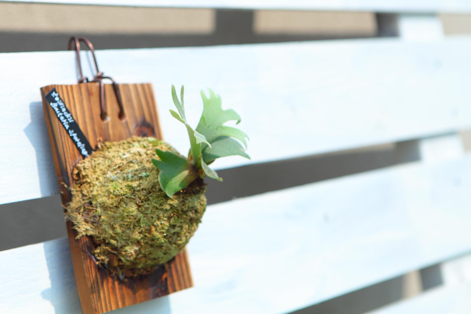 【P.Willinckii Bacteria sporeling】ウィリンキー　バクテリア No.F103 | 4枚目