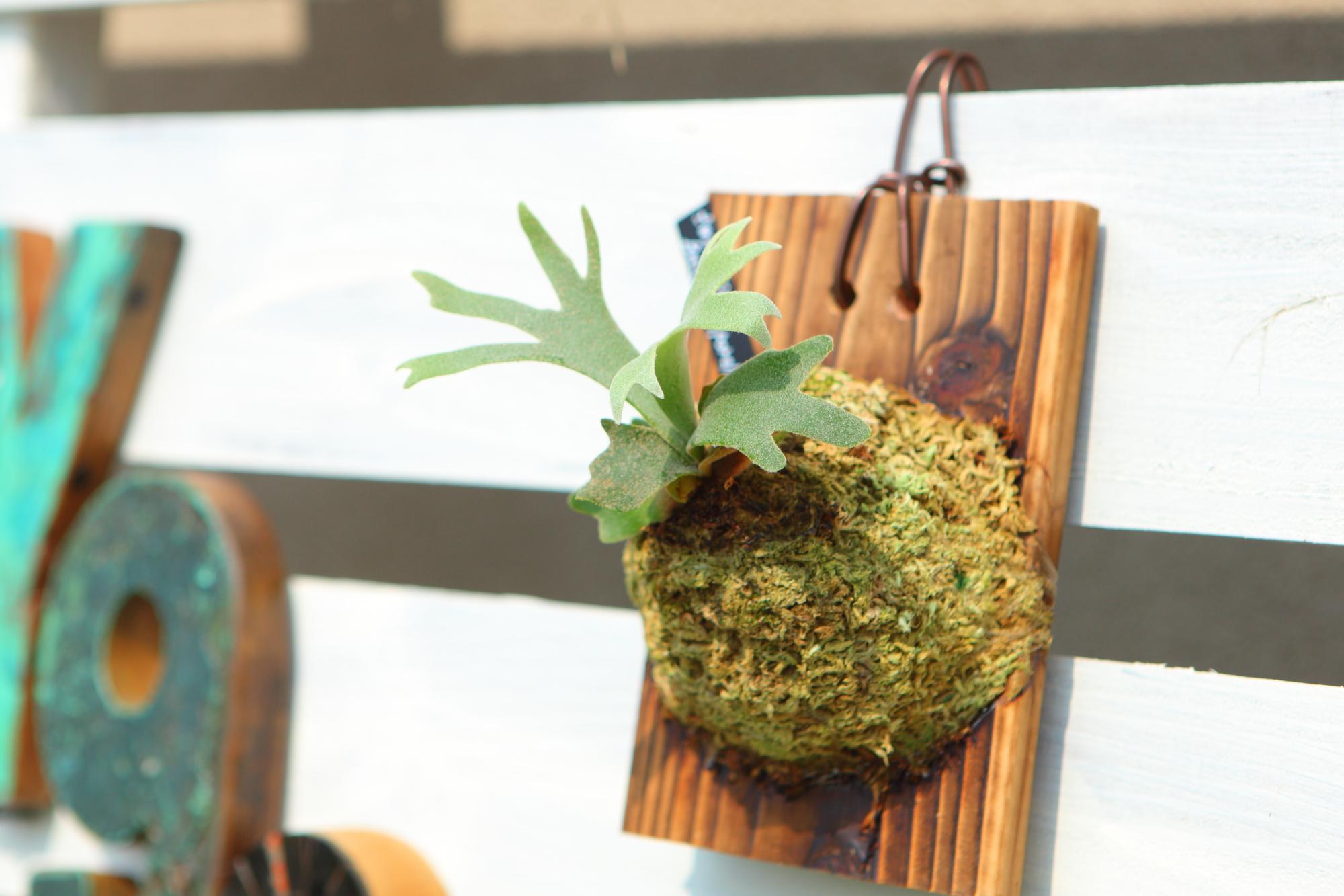 【P.Willinckii Bacteria sporeling】ウィリンキー　バクテリア No.F103 | 5枚目