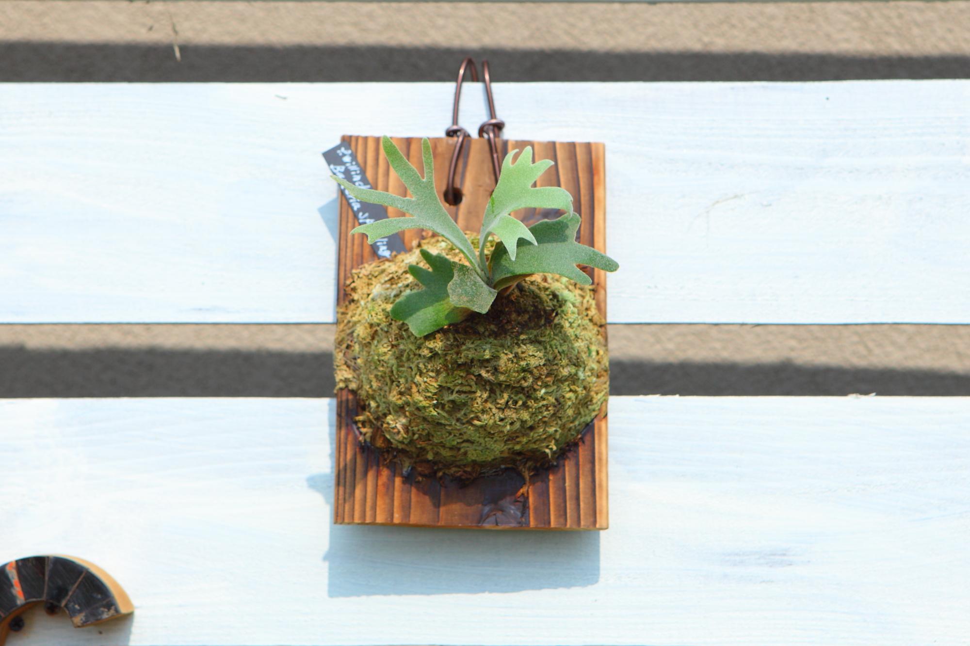 【P.Willinckii Bacteria sporeling】ウィリンキー　バクテリア No.F103 | 6枚目