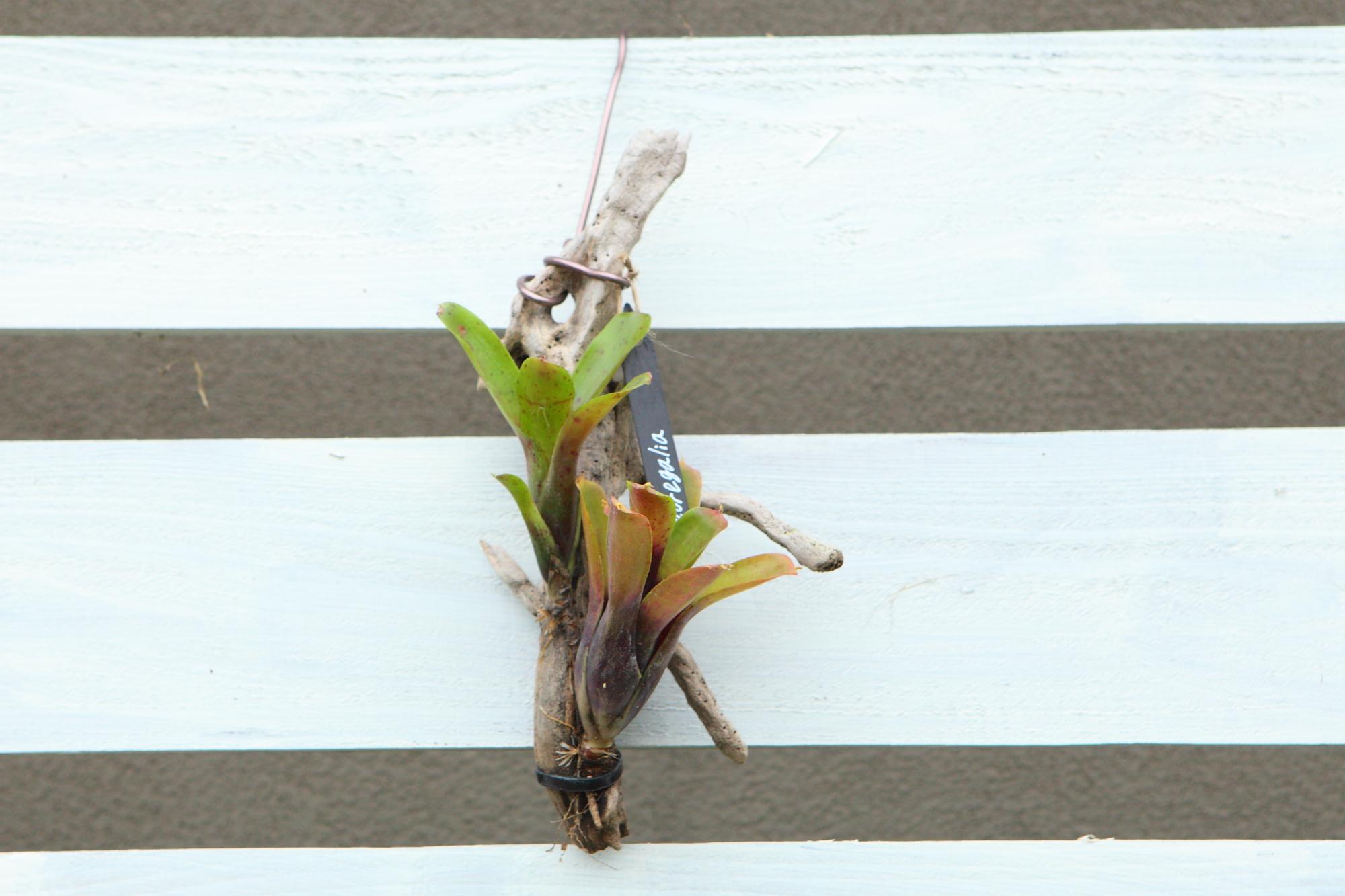 【Neoregelia】ネオレゲリア　流木付け　Ｇ107 | 2枚目