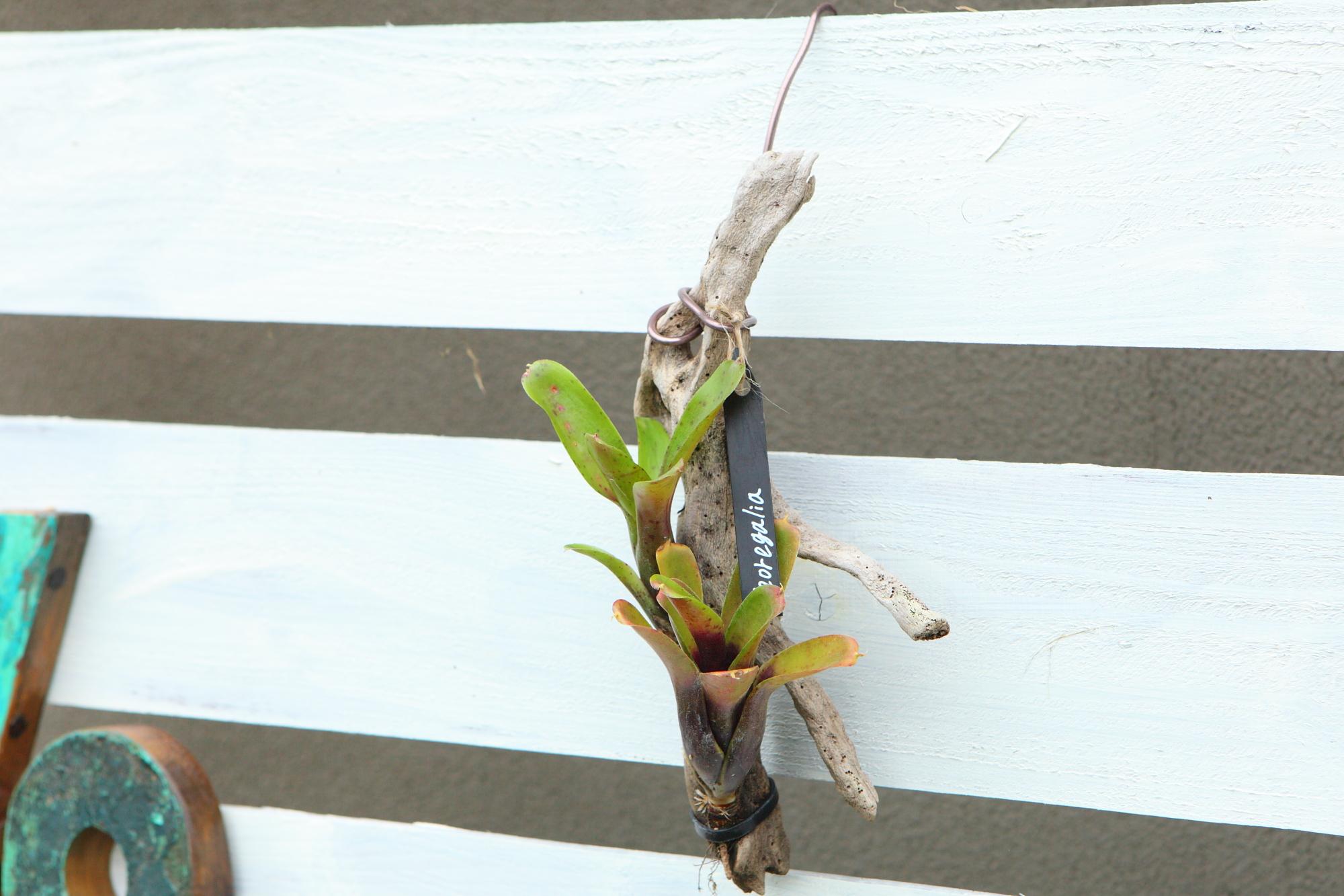 【Neoregelia】ネオレゲリア　流木付け　Ｇ107 | 3枚目
