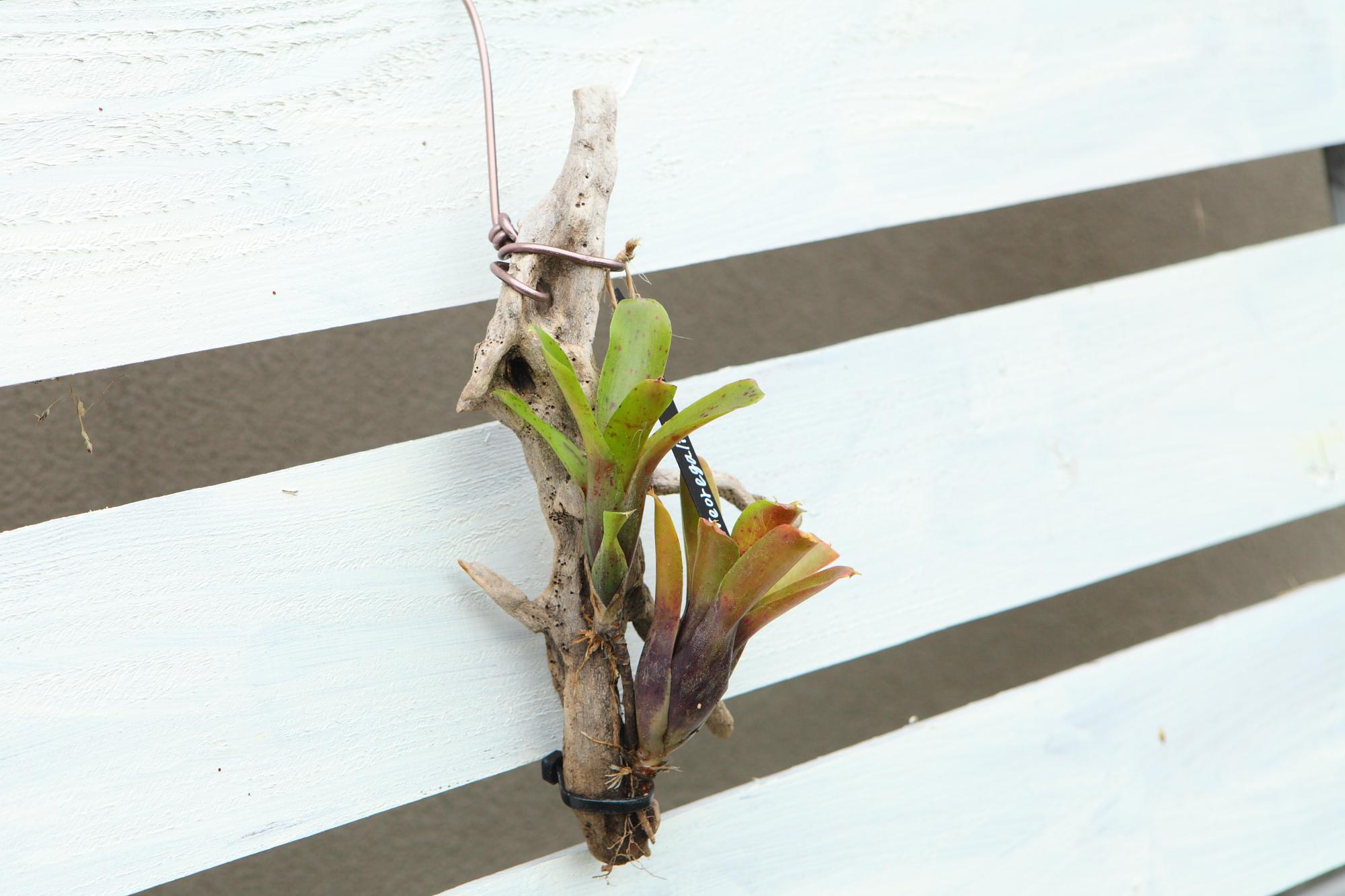 【Neoregelia】ネオレゲリア　流木付け　Ｇ107 | 4枚目