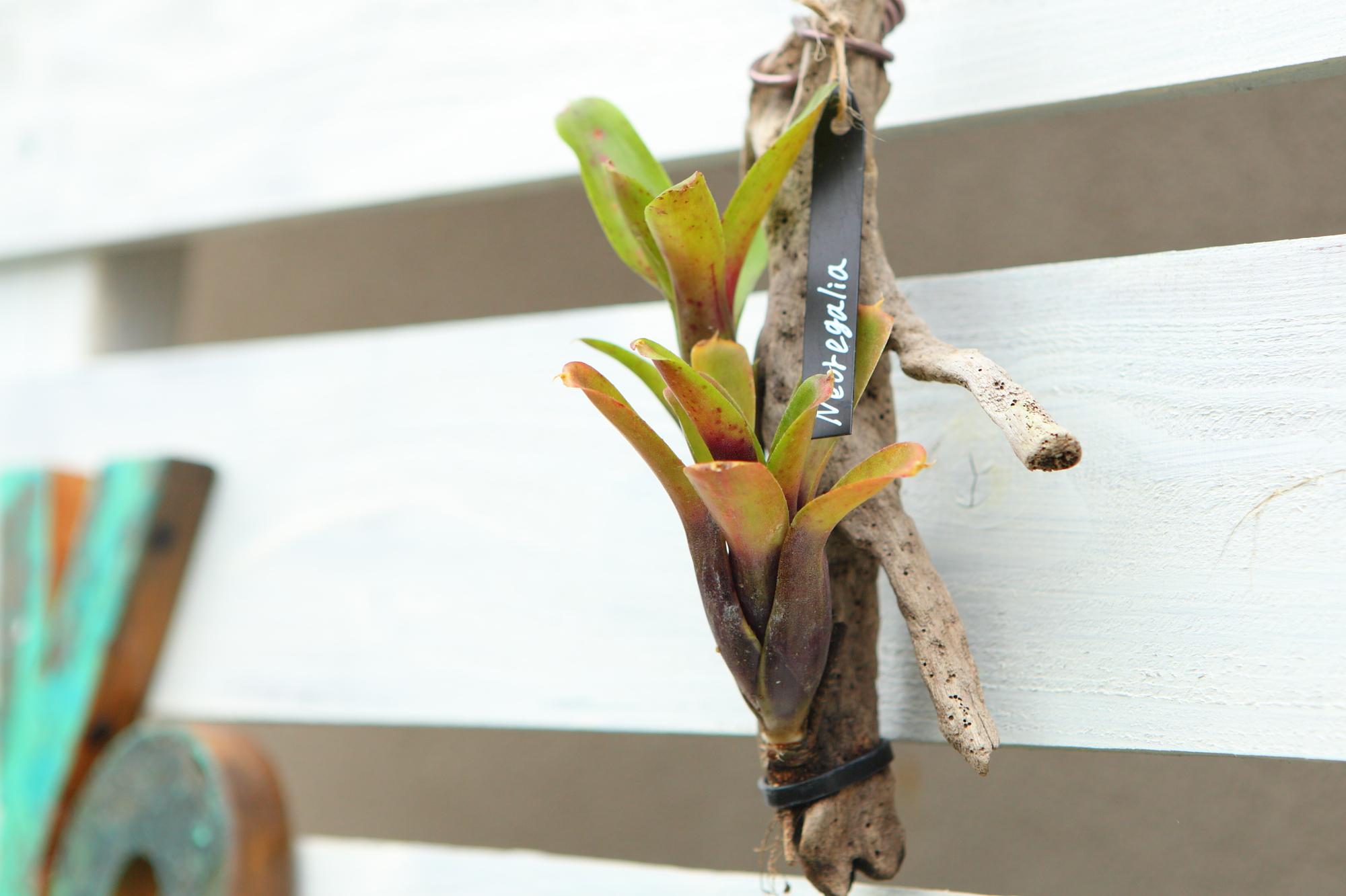 【Neoregelia】ネオレゲリア　流木付け　Ｇ107 | 5枚目