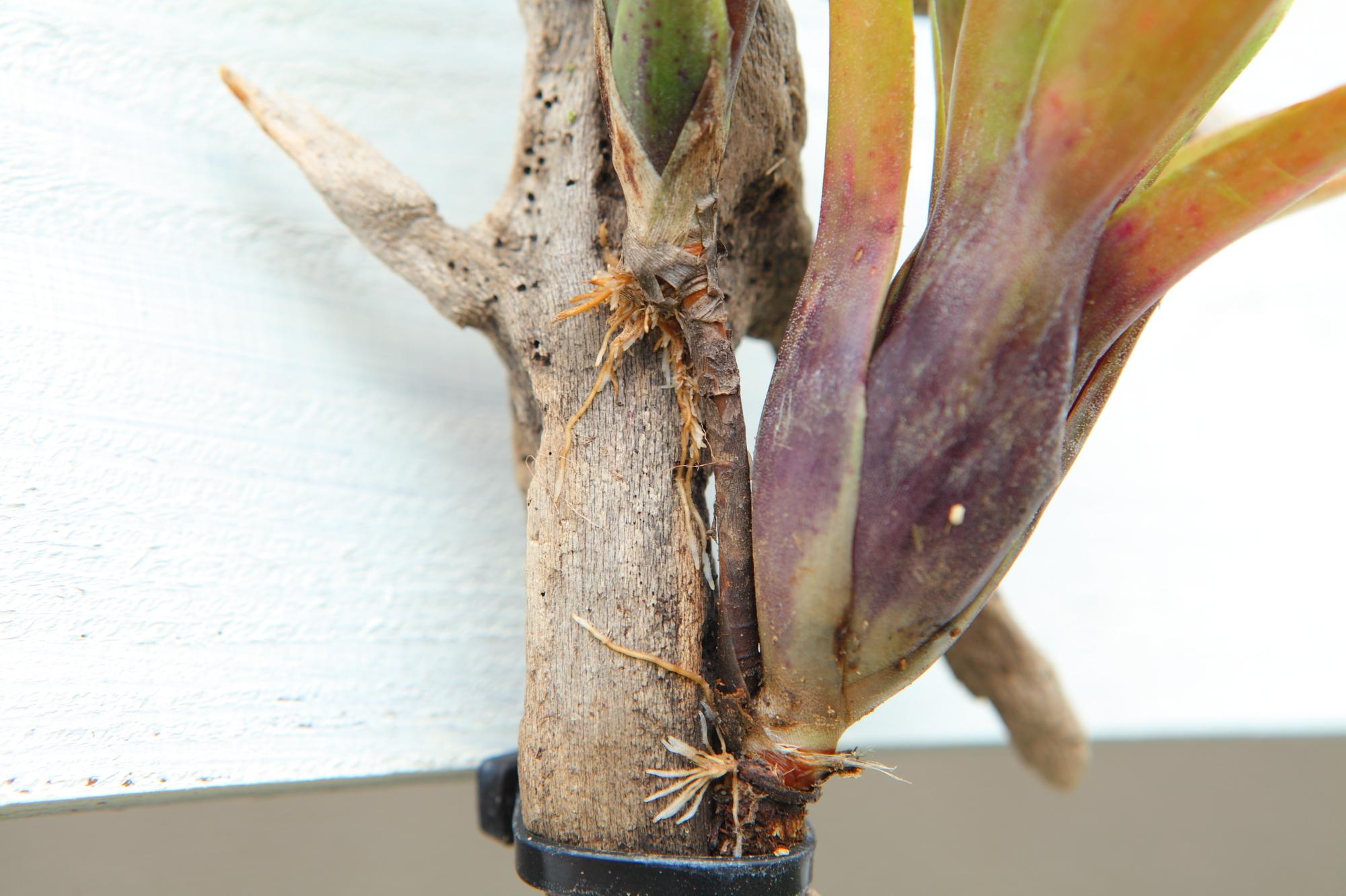 【Neoregelia】ネオレゲリア　流木付け　Ｇ107 | 6枚目