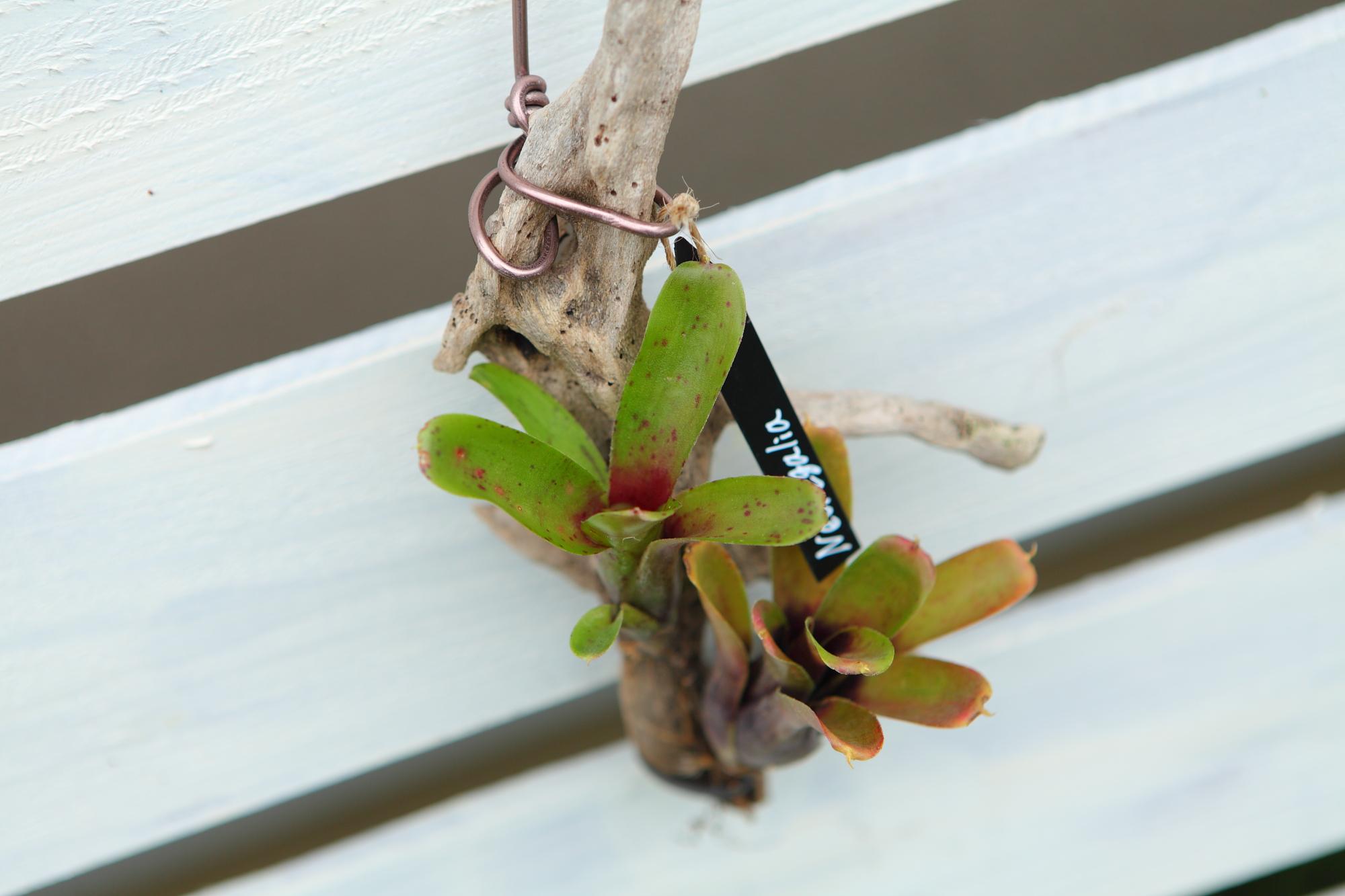 【Neoregelia】ネオレゲリア　流木付け　Ｇ107 | 7枚目