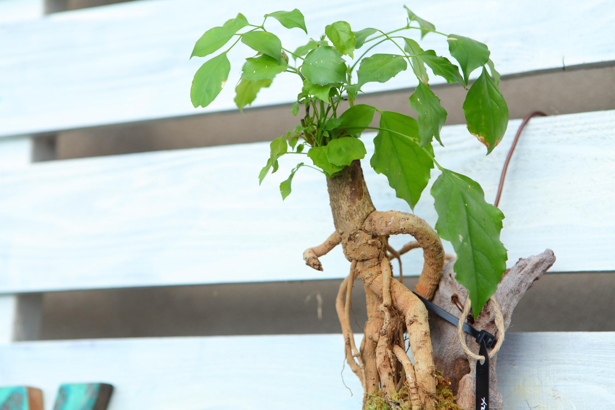 【HeteroPanax】　ヘテロパナックス　流木付け　Ｊ107