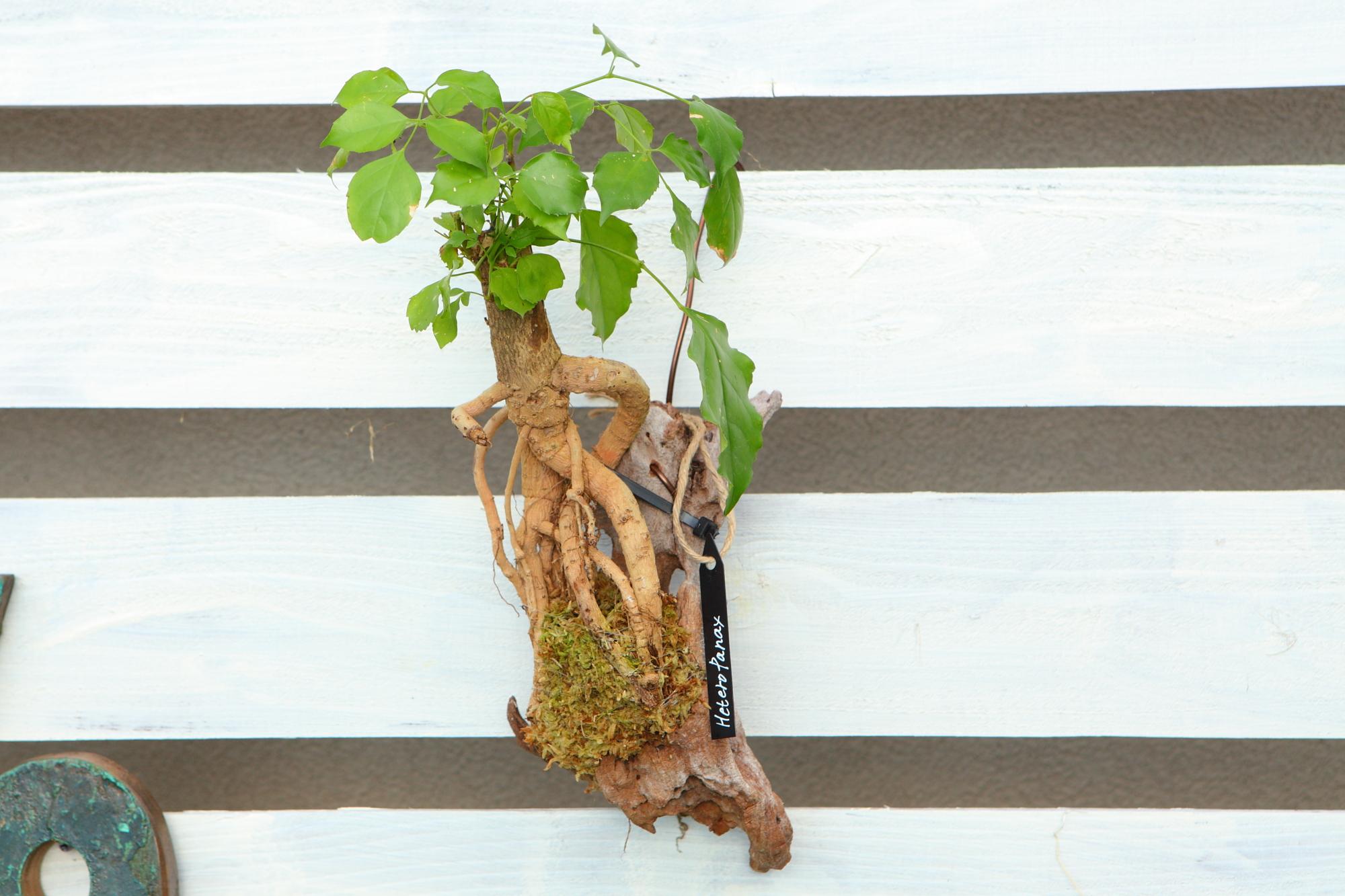 【HeteroPanax】　ヘテロパナックス　流木付け　Ｊ107 | 2枚目