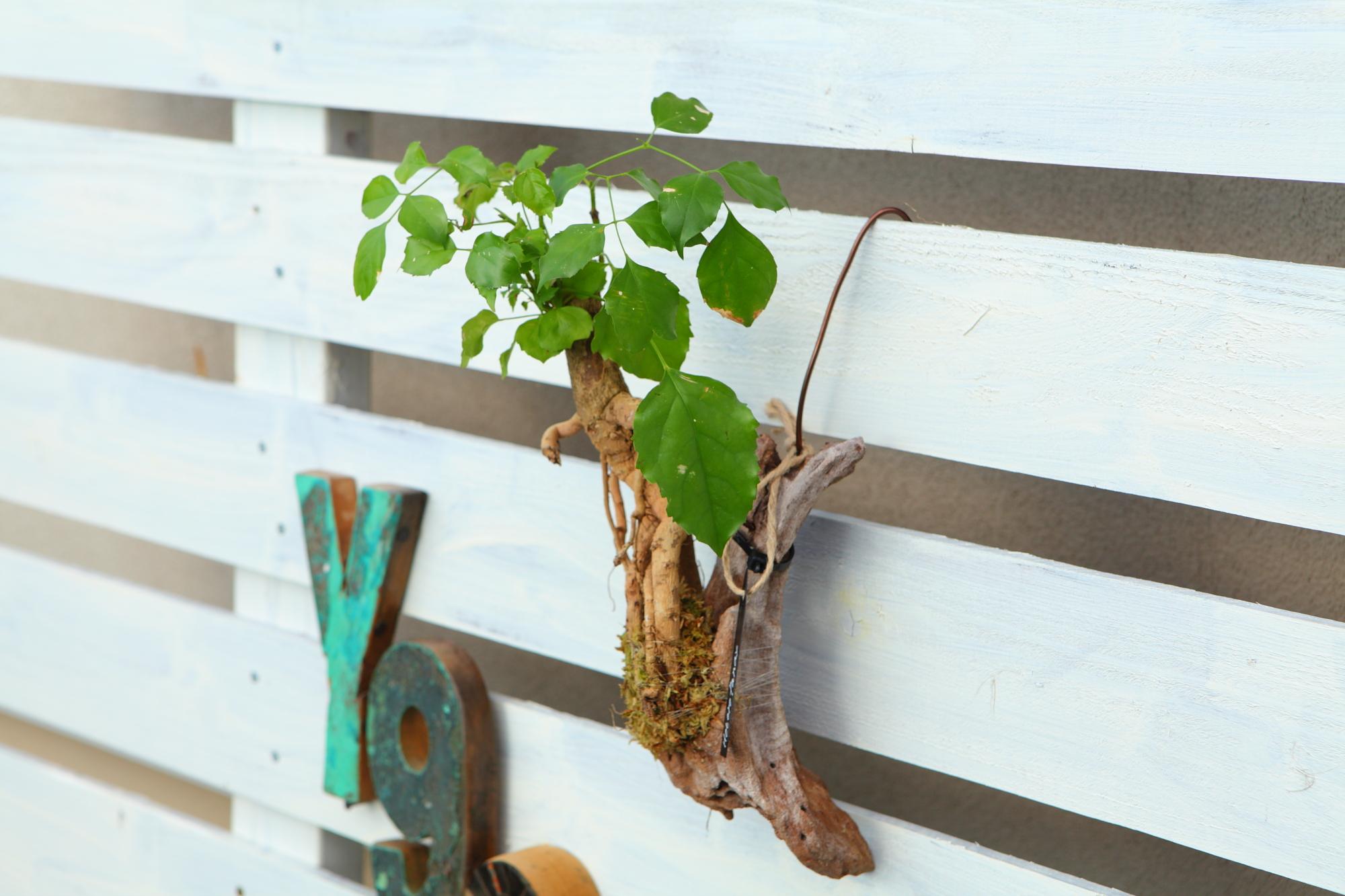 【HeteroPanax】　ヘテロパナックス　流木付け　Ｊ107 | 3枚目