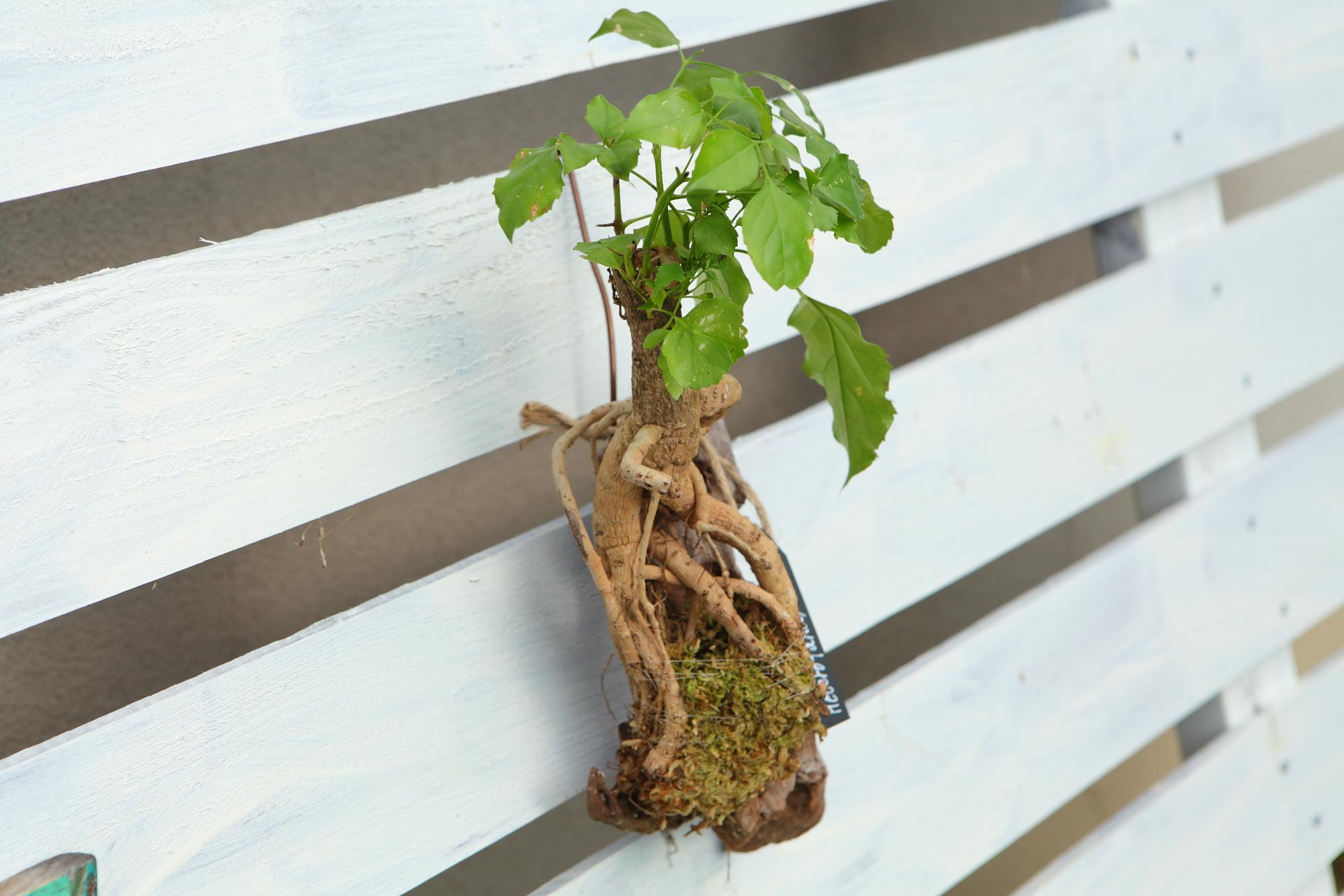 【HeteroPanax】　ヘテロパナックス　流木付け　Ｊ107 | 4枚目