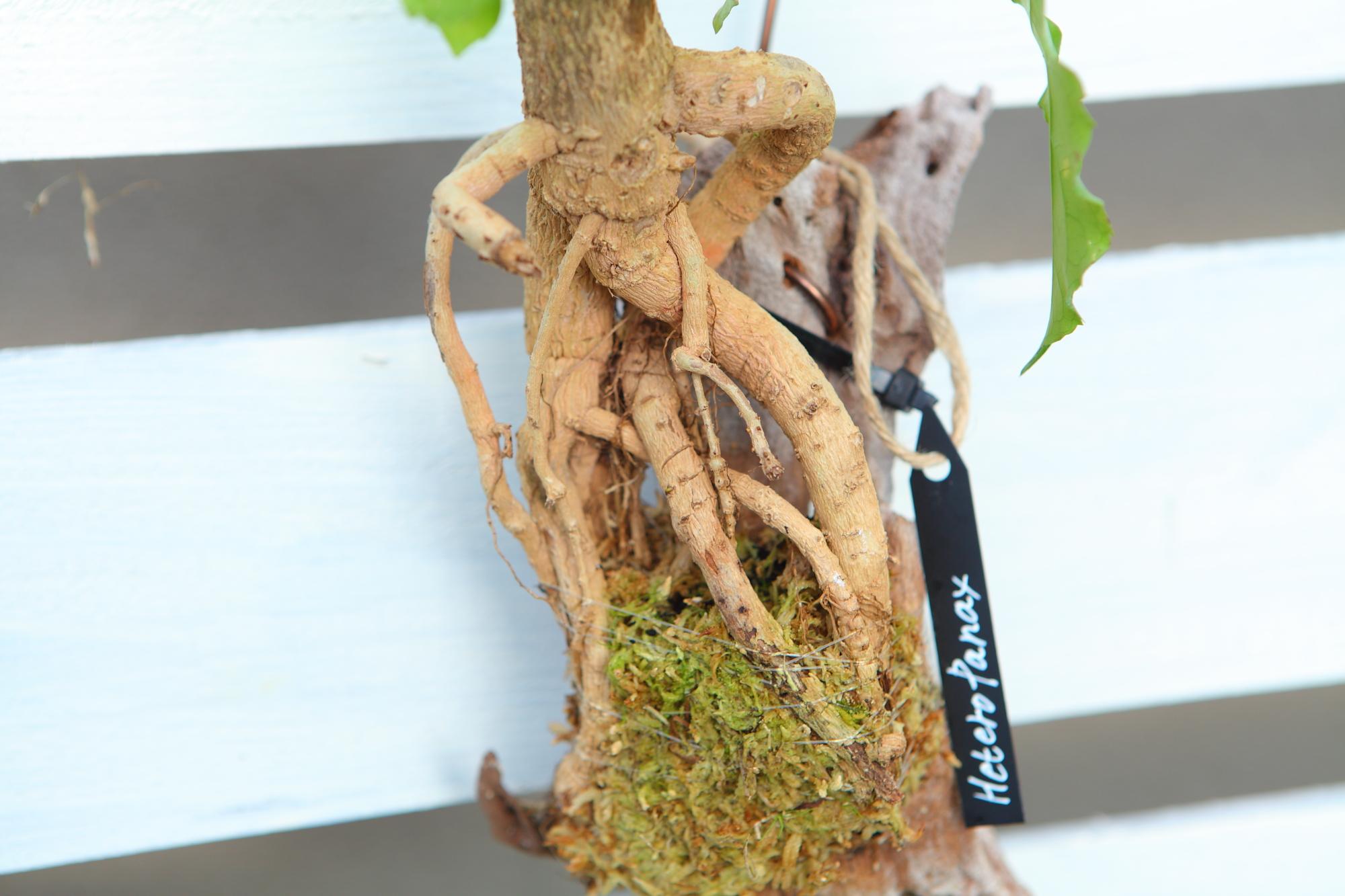 【HeteroPanax】　ヘテロパナックス　流木付け　Ｊ107 | 5枚目