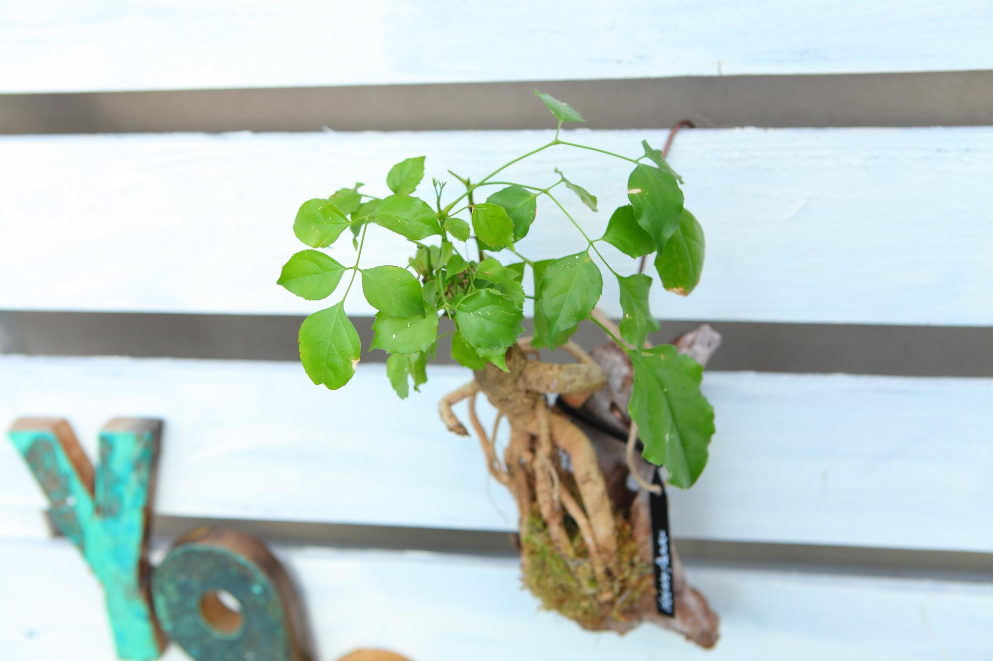 【HeteroPanax】　ヘテロパナックス　流木付け　Ｊ107 | 6枚目