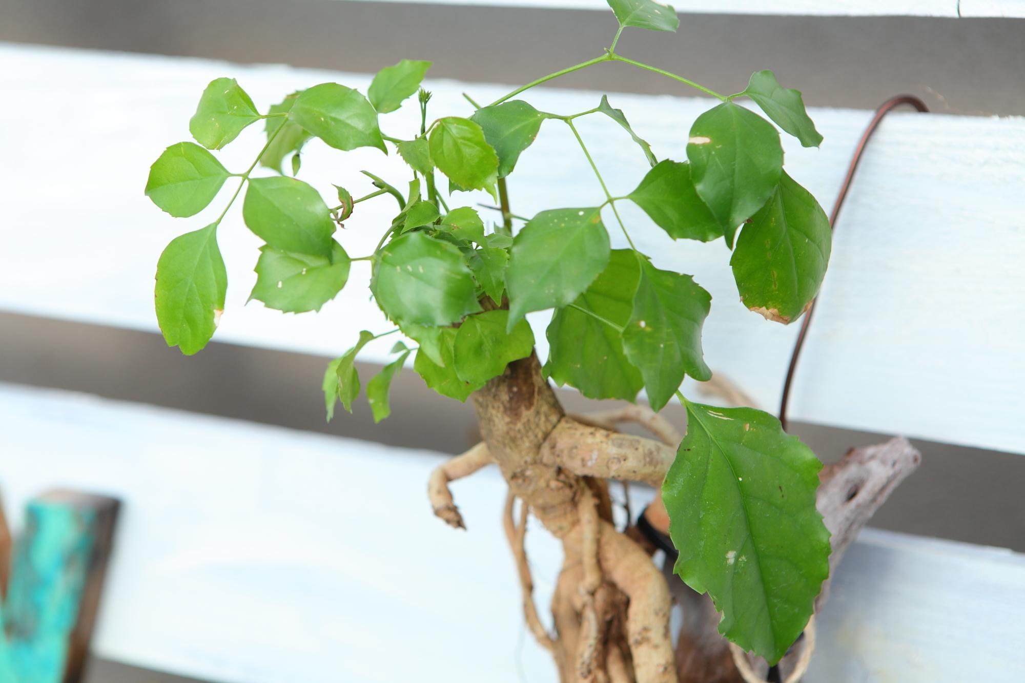 【HeteroPanax】　ヘテロパナックス　流木付け　Ｊ107 | 7枚目